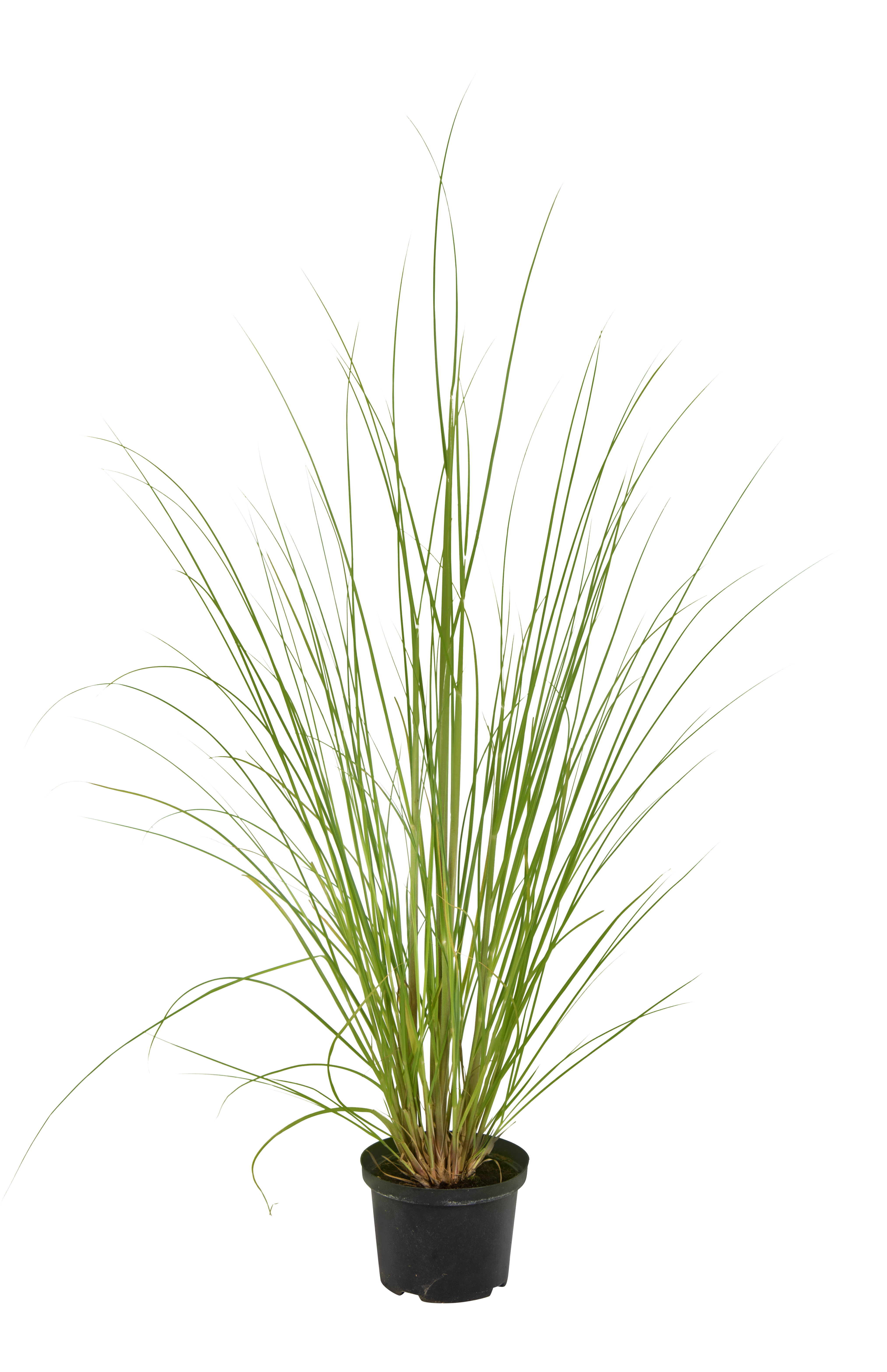 Trawa pampasowa mix 80 cm