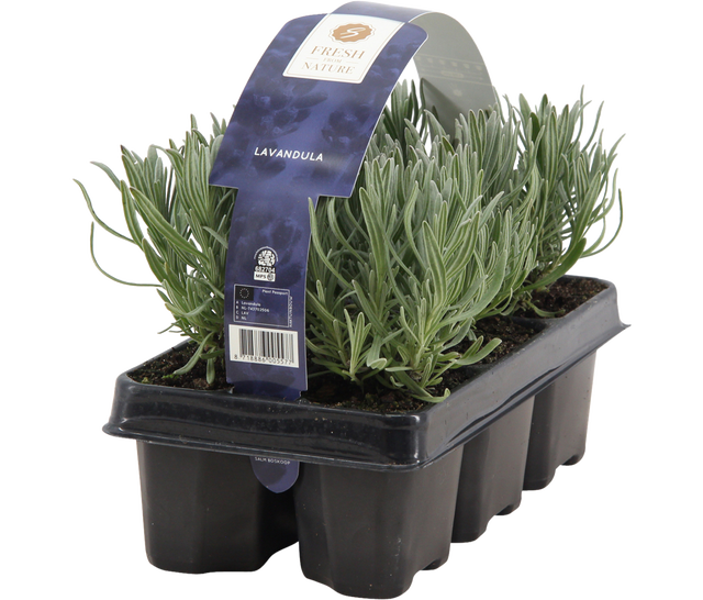 Lawenda wąskolistna 8 cm 6-pak