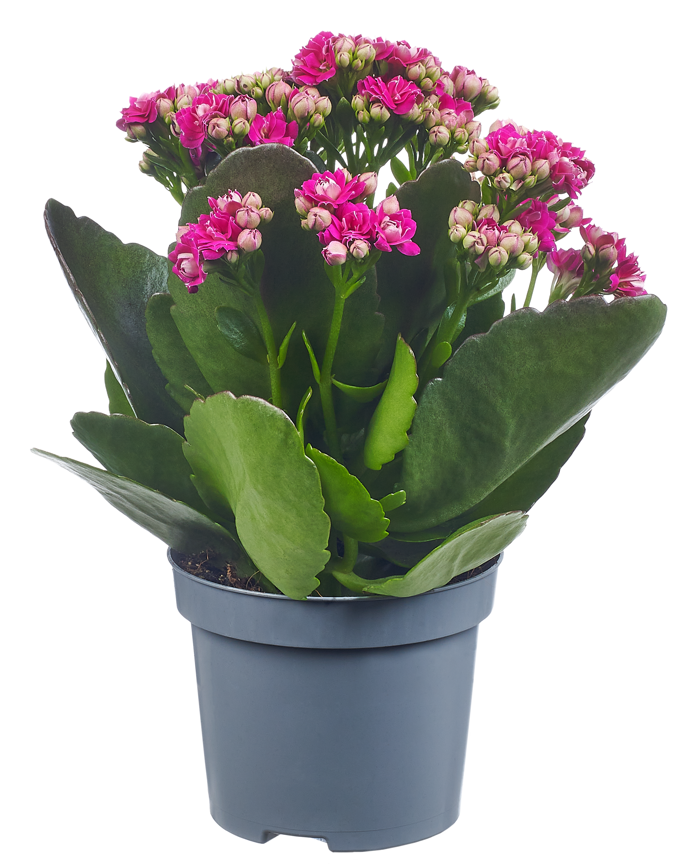 Żyworódka Kalanchoe mix 15cm