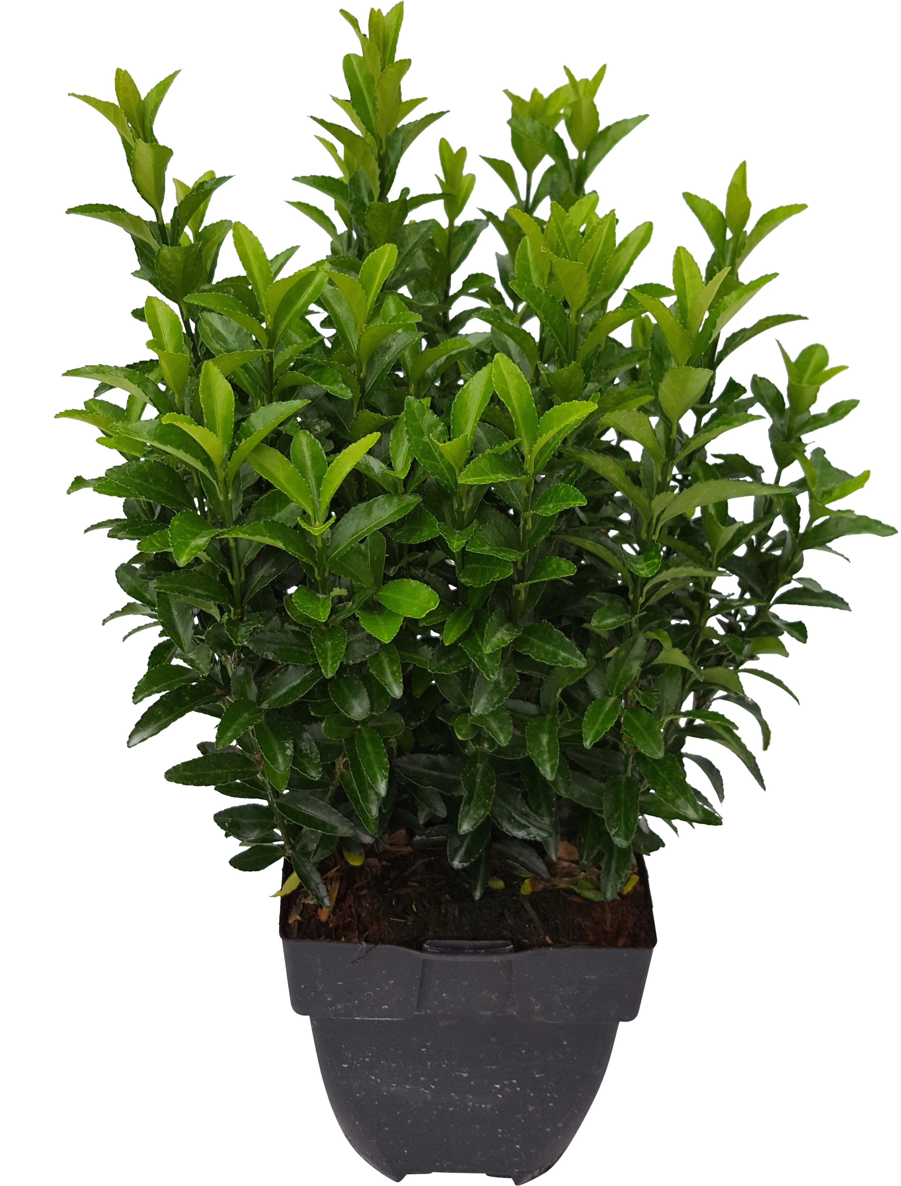 Trzmielina mix 15-30 cm