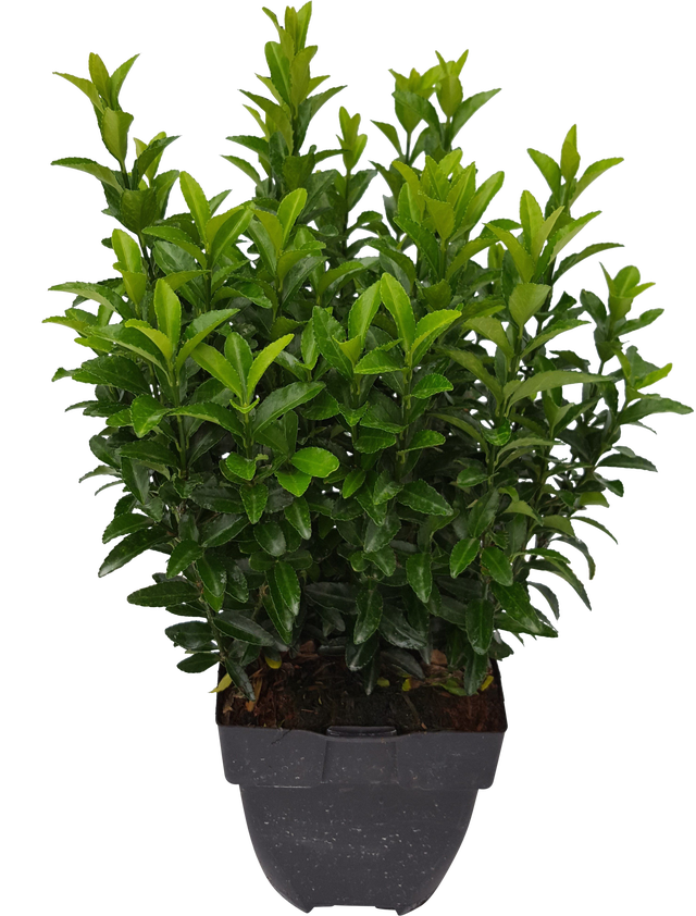 Trzmielina mix 15-30 cm