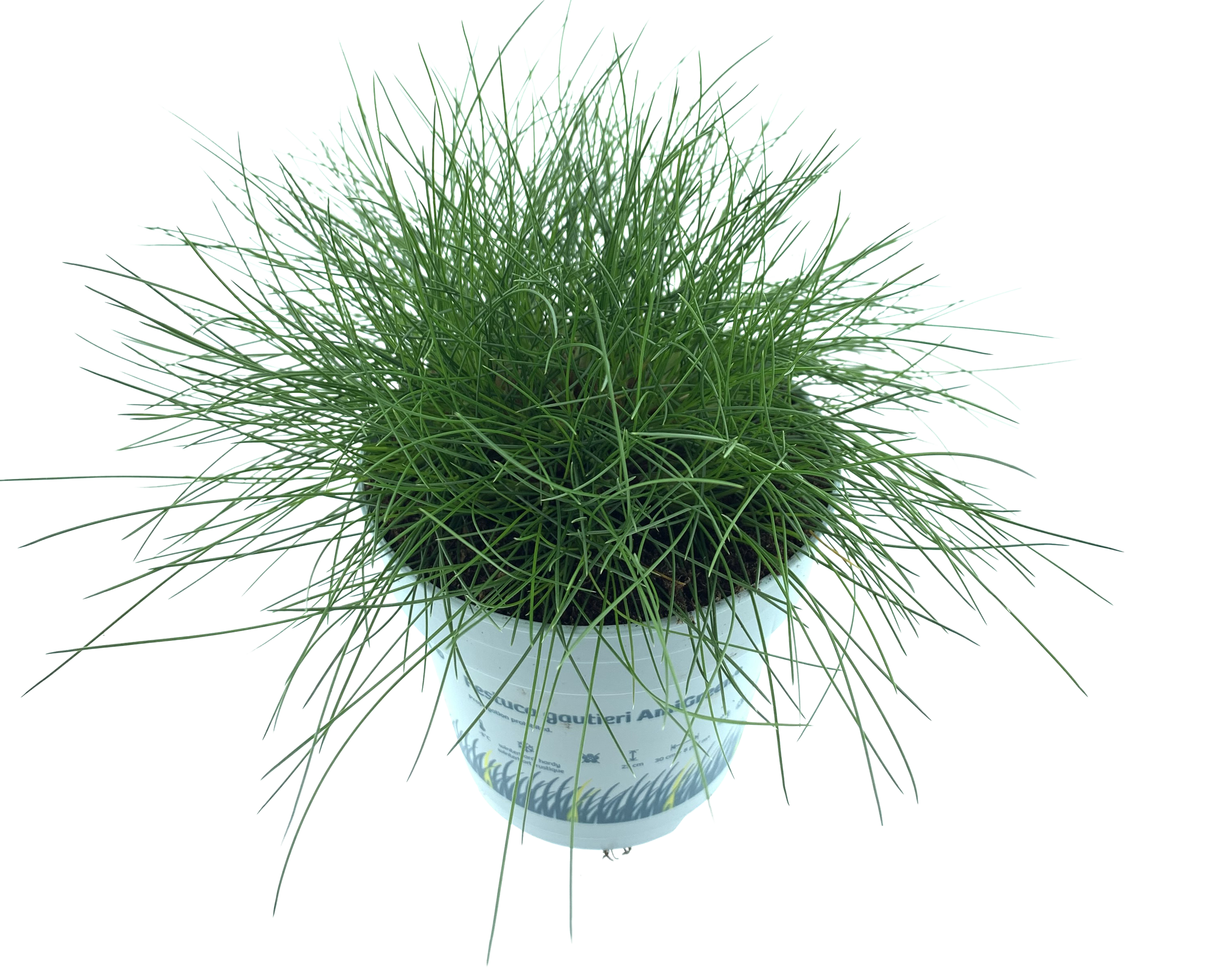 Kostrzewa Amigreen 15-20 cm