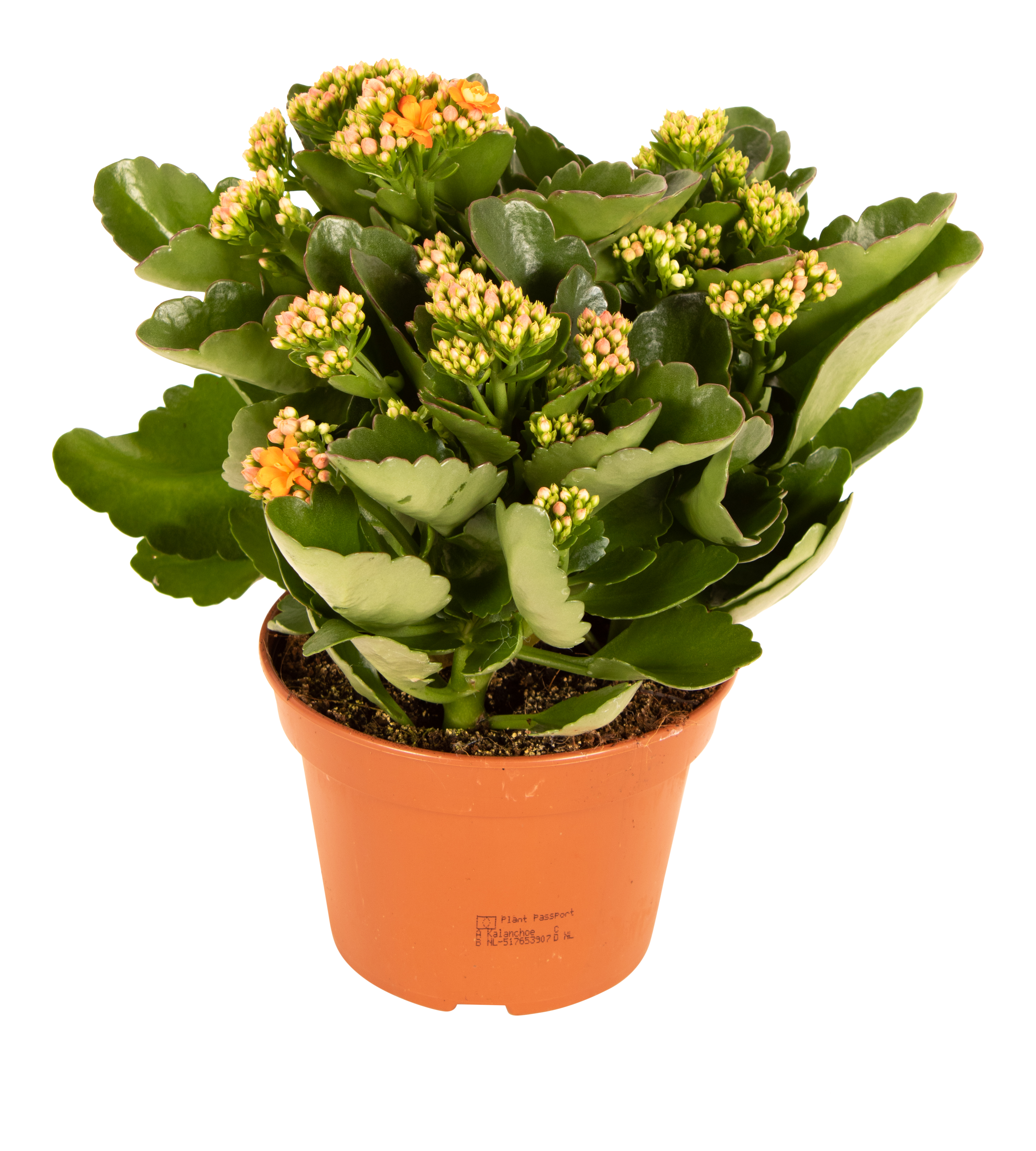 Żyworódka Kalanchoe Don Sergio 27cm