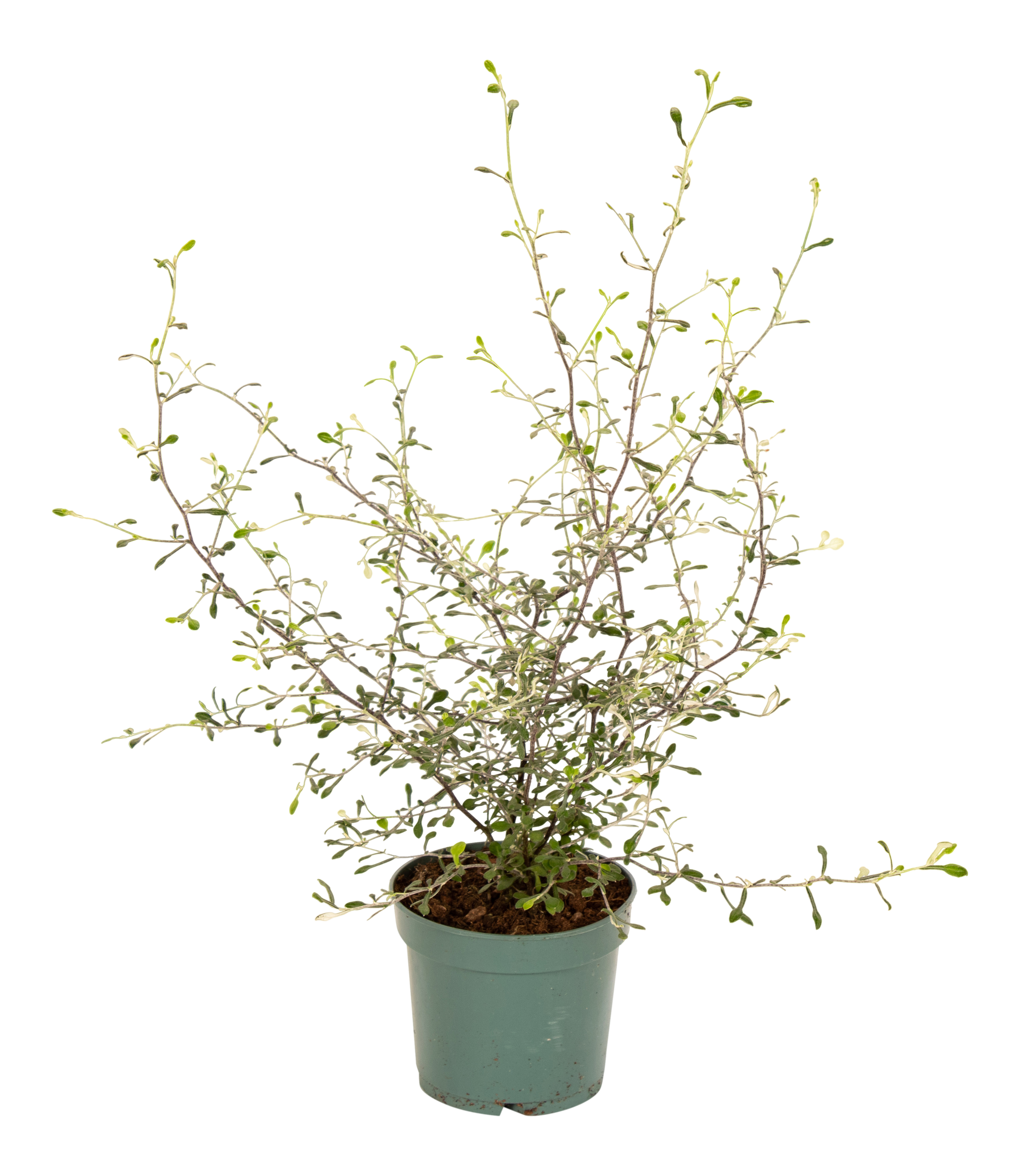 Corokia Maori Green 35 cm