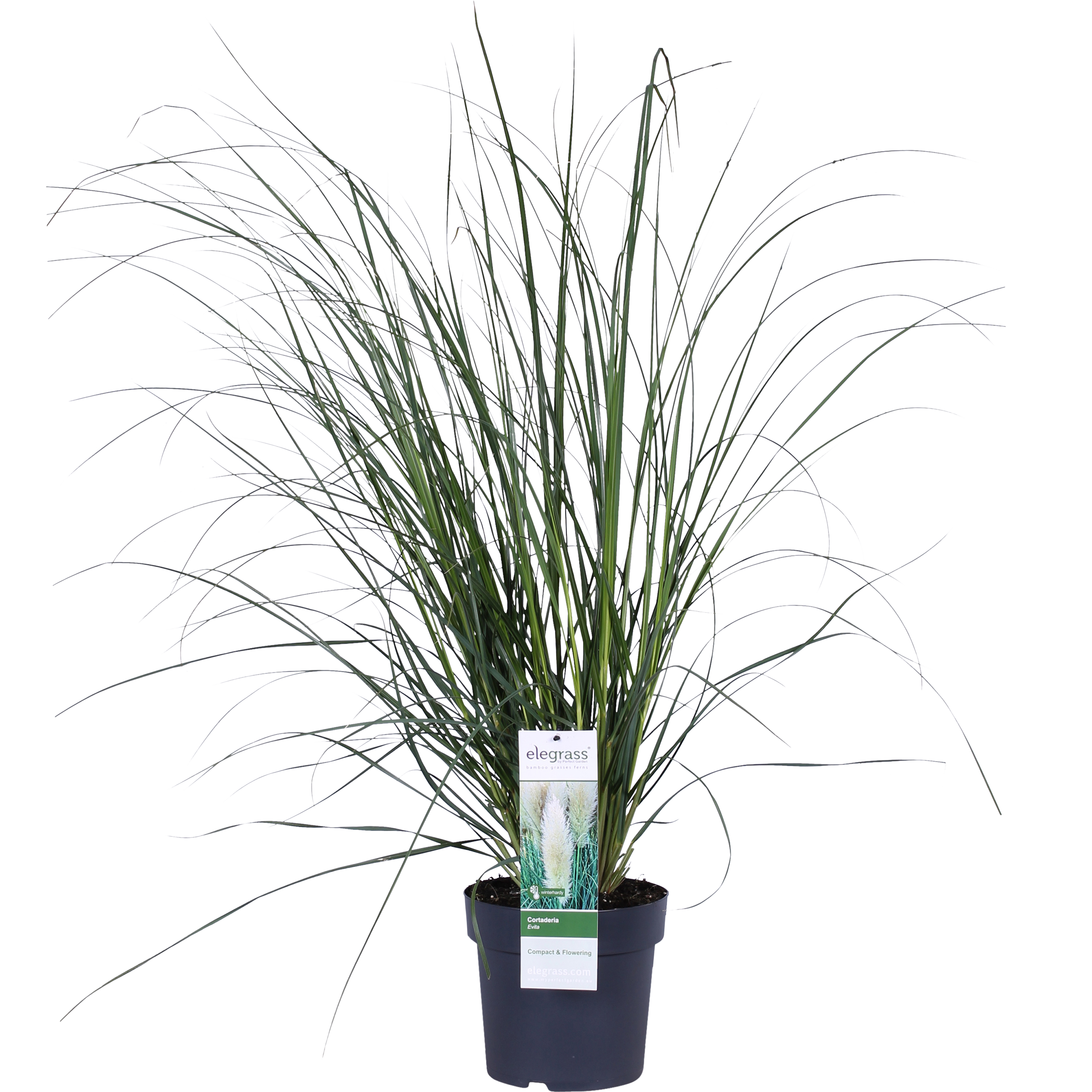 Trawa pampasowa 60-70 cm
