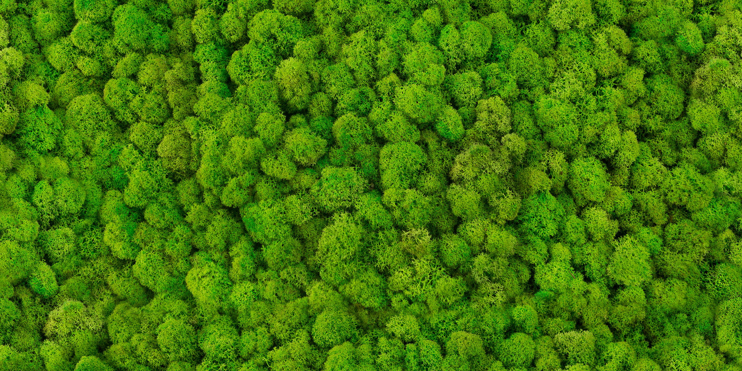 Dekor Inserto Chrobotek 30x60 Alfa-Cer