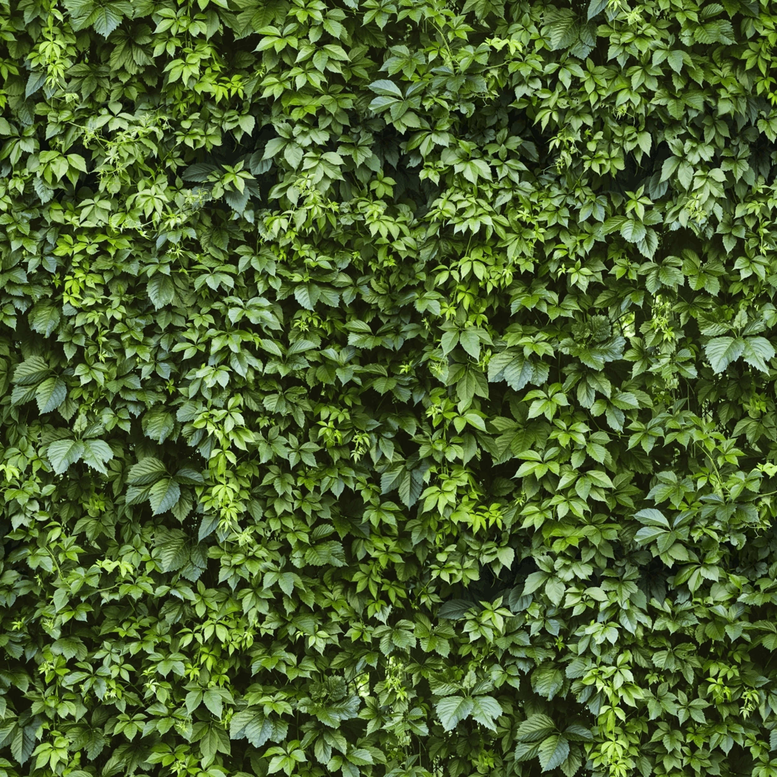 Panel kuchenny szklany Cement green bluszcz 60 x 60 cm Alfa-Cer