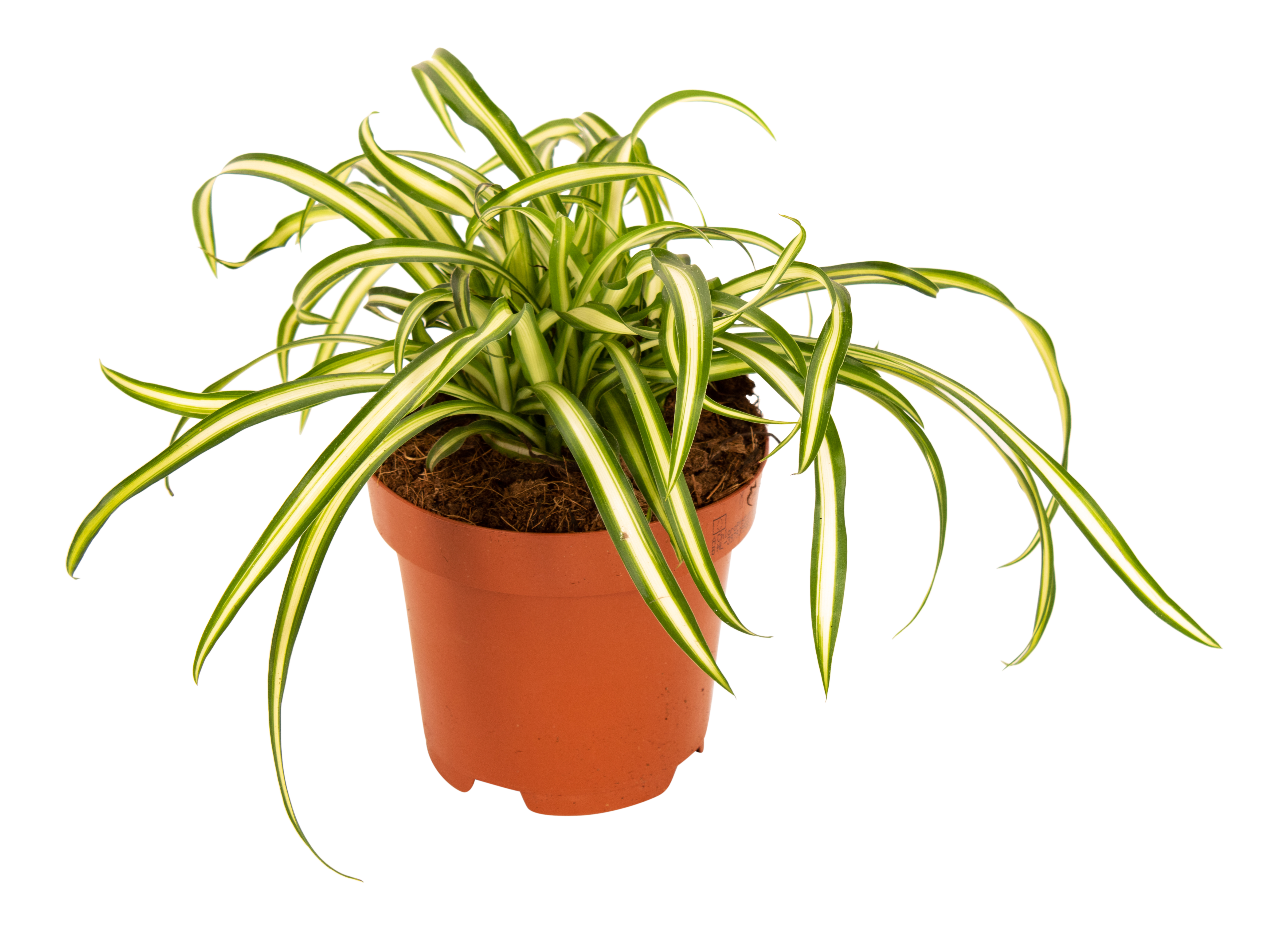 Zielistka Chlorophytum Atlantic 30 cm