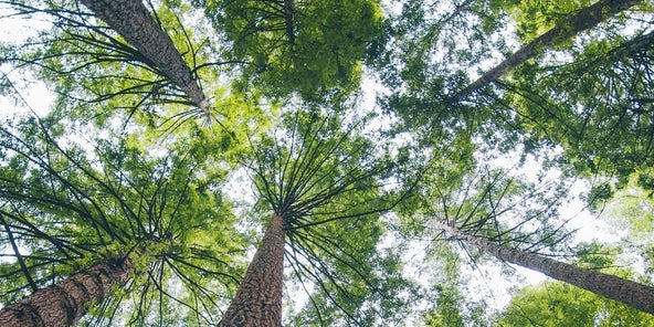 parquet massif parquet contrecollé
