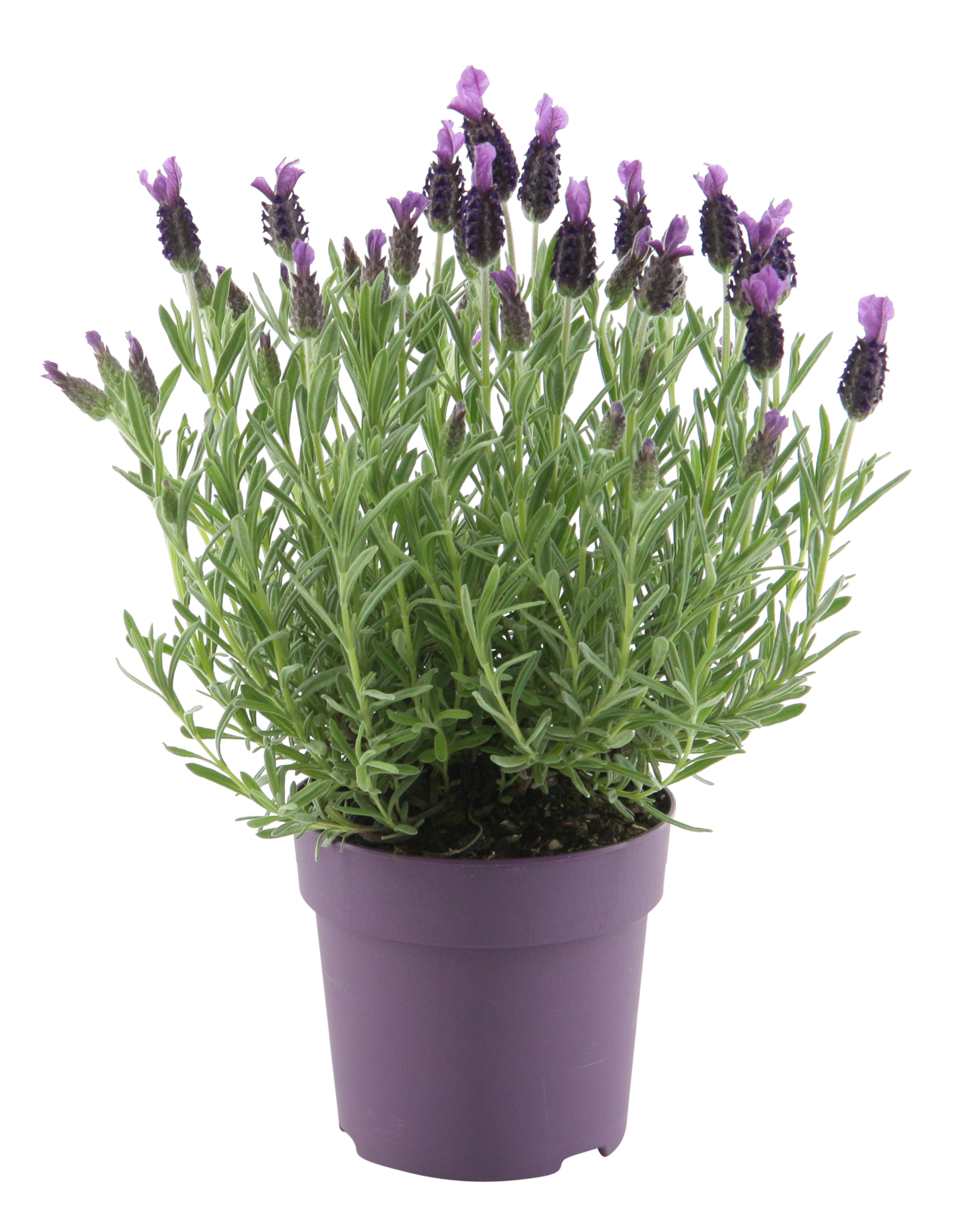Lawenda francuska Stoechas 20-30 cm
