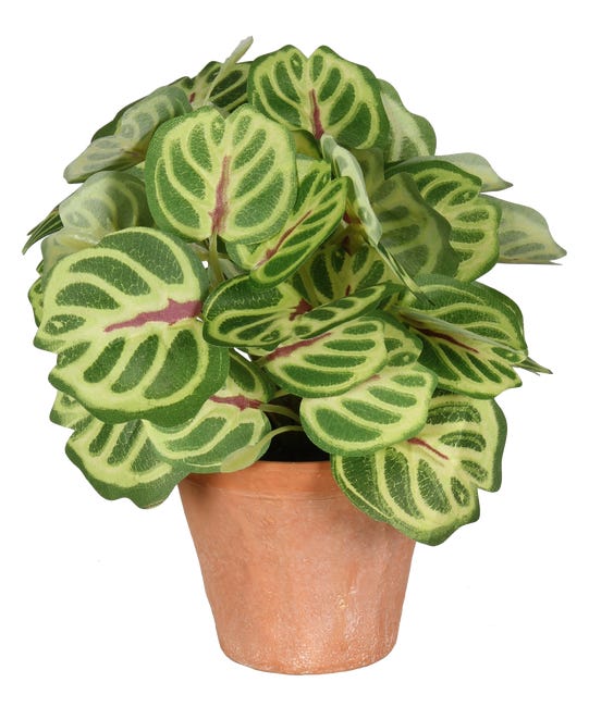 Peperomia sztuczna 22cm 83308222