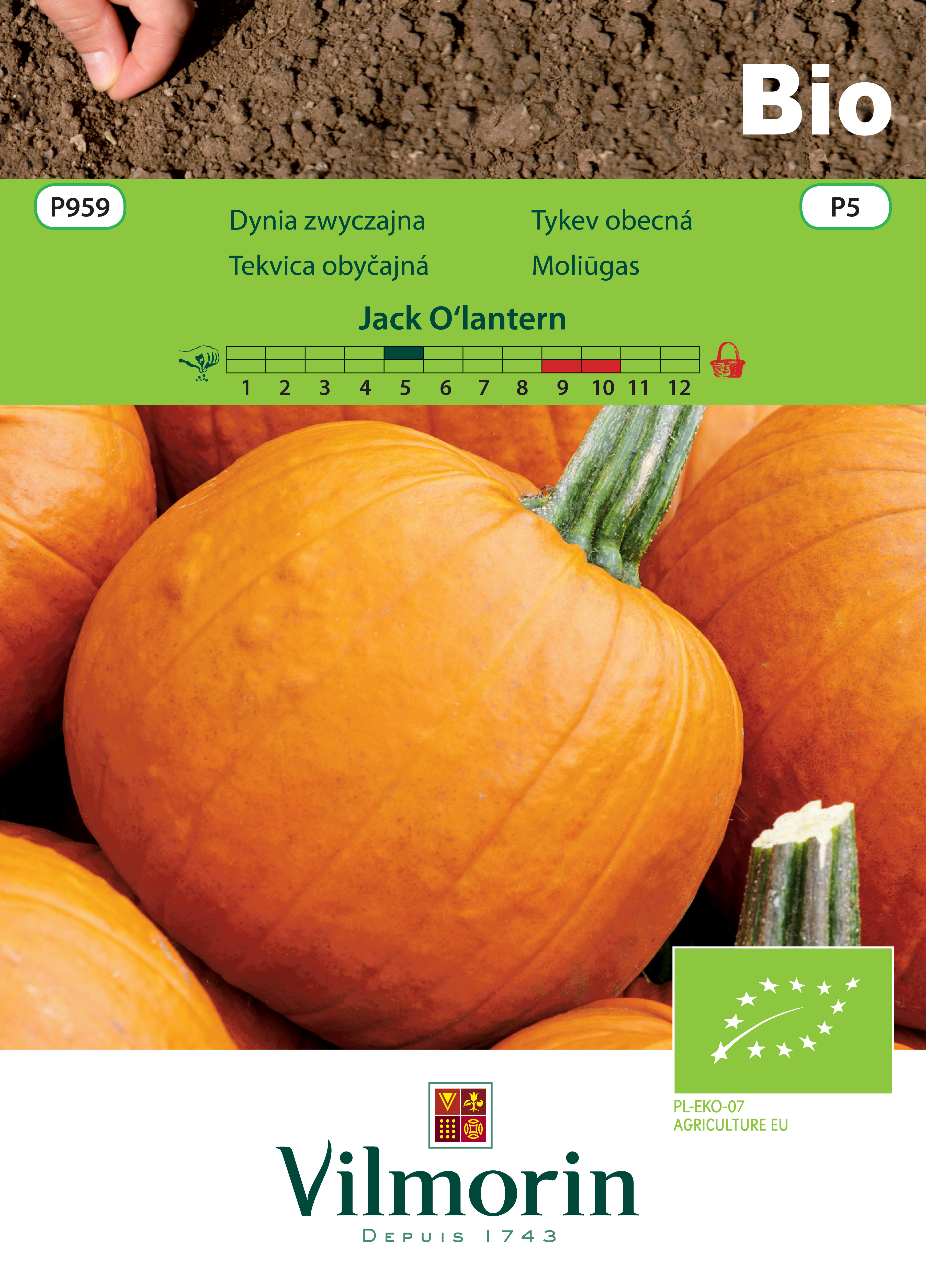Dynia zwyczajna Jack O`lantern Vilmorin