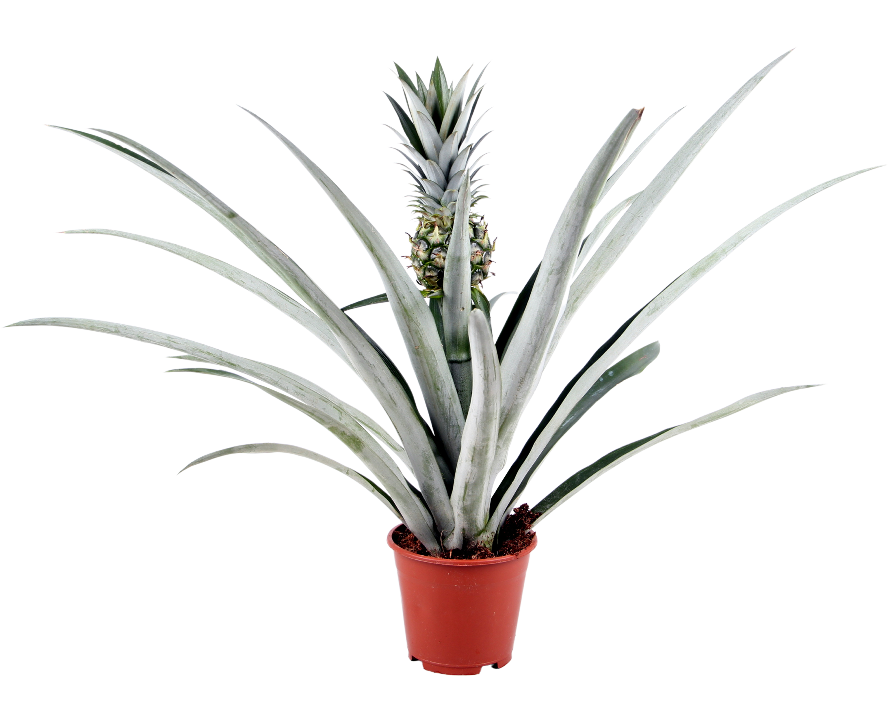 Ananas Champaca 40cm