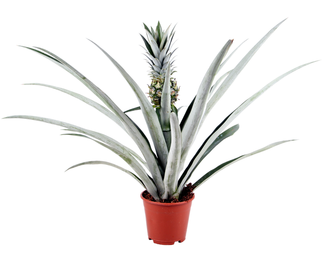 Ananas Champaca 40cm