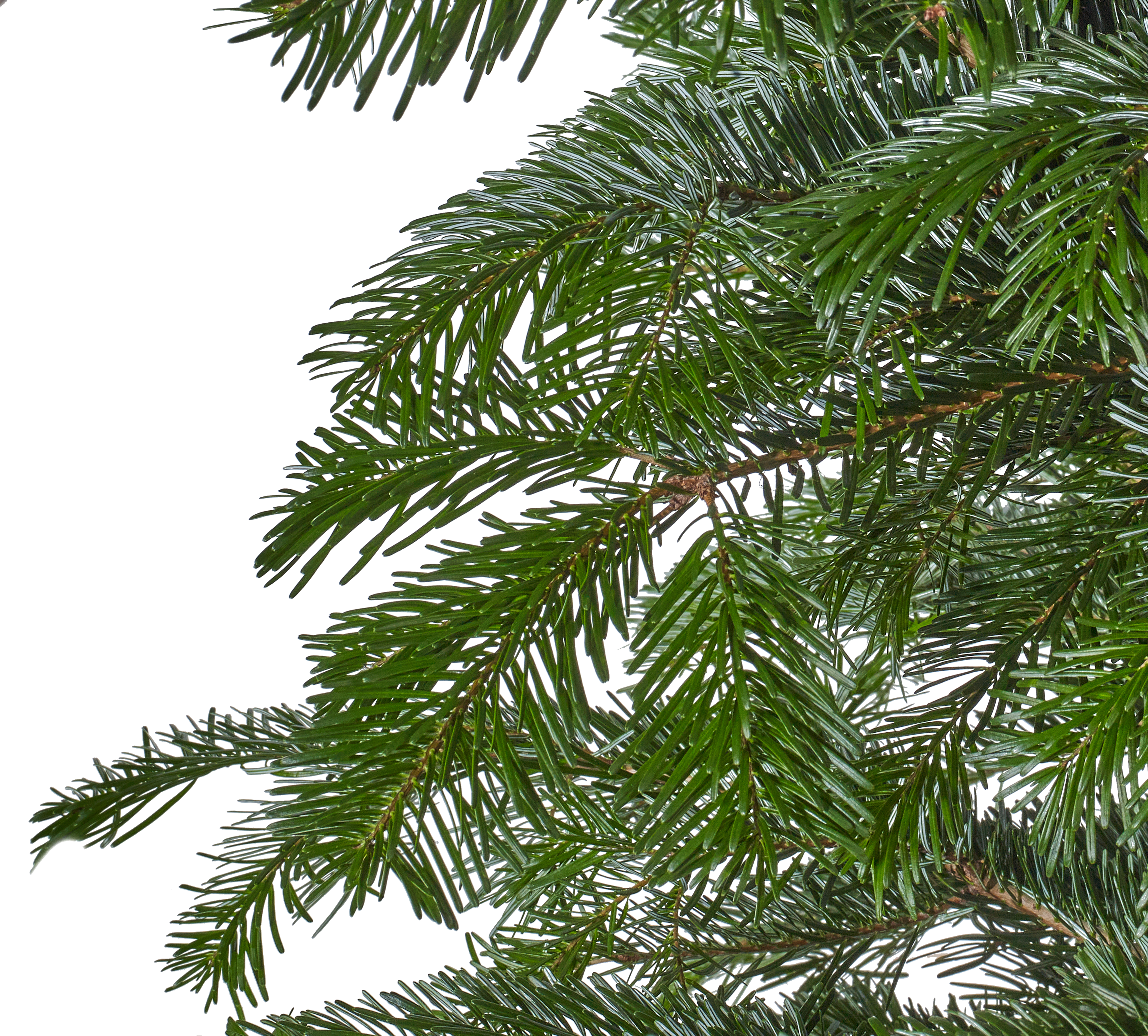 Jodła kaukaska 225-250cm choinka żywa cięta - 4