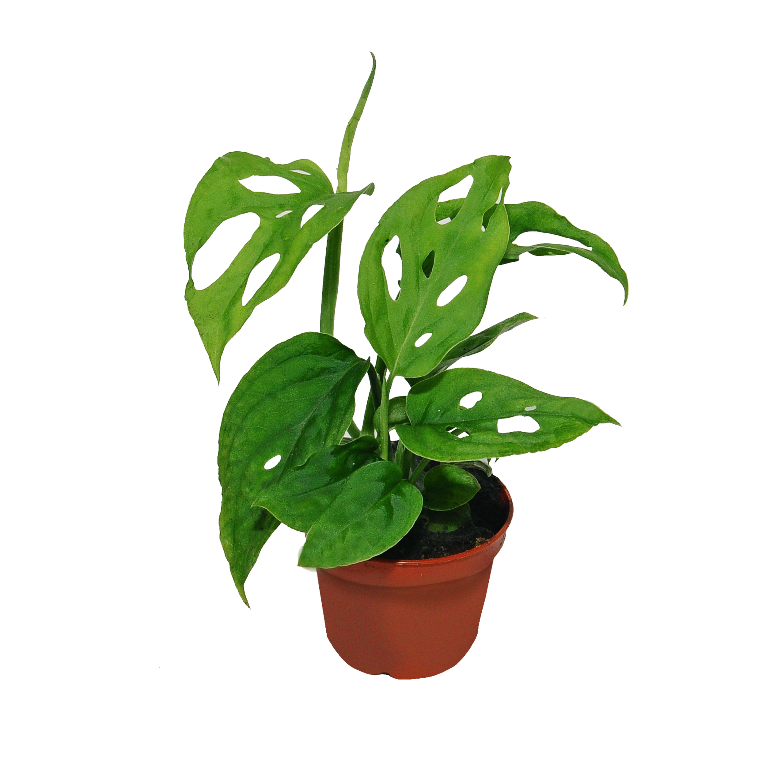 Monstera Monkey Leaf mini 15 cm - Leroy Merlin