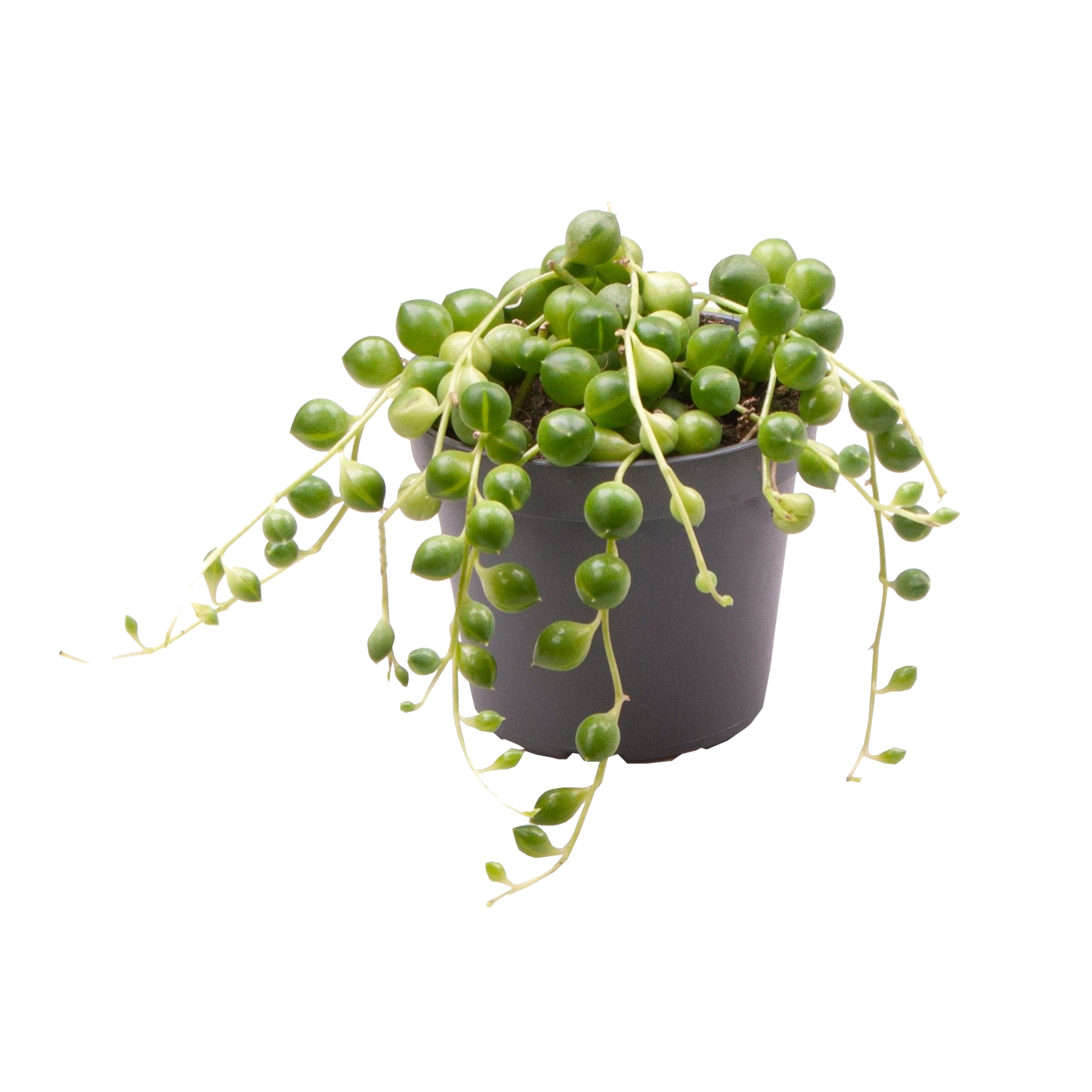 Senecio Herreanus 10 cm