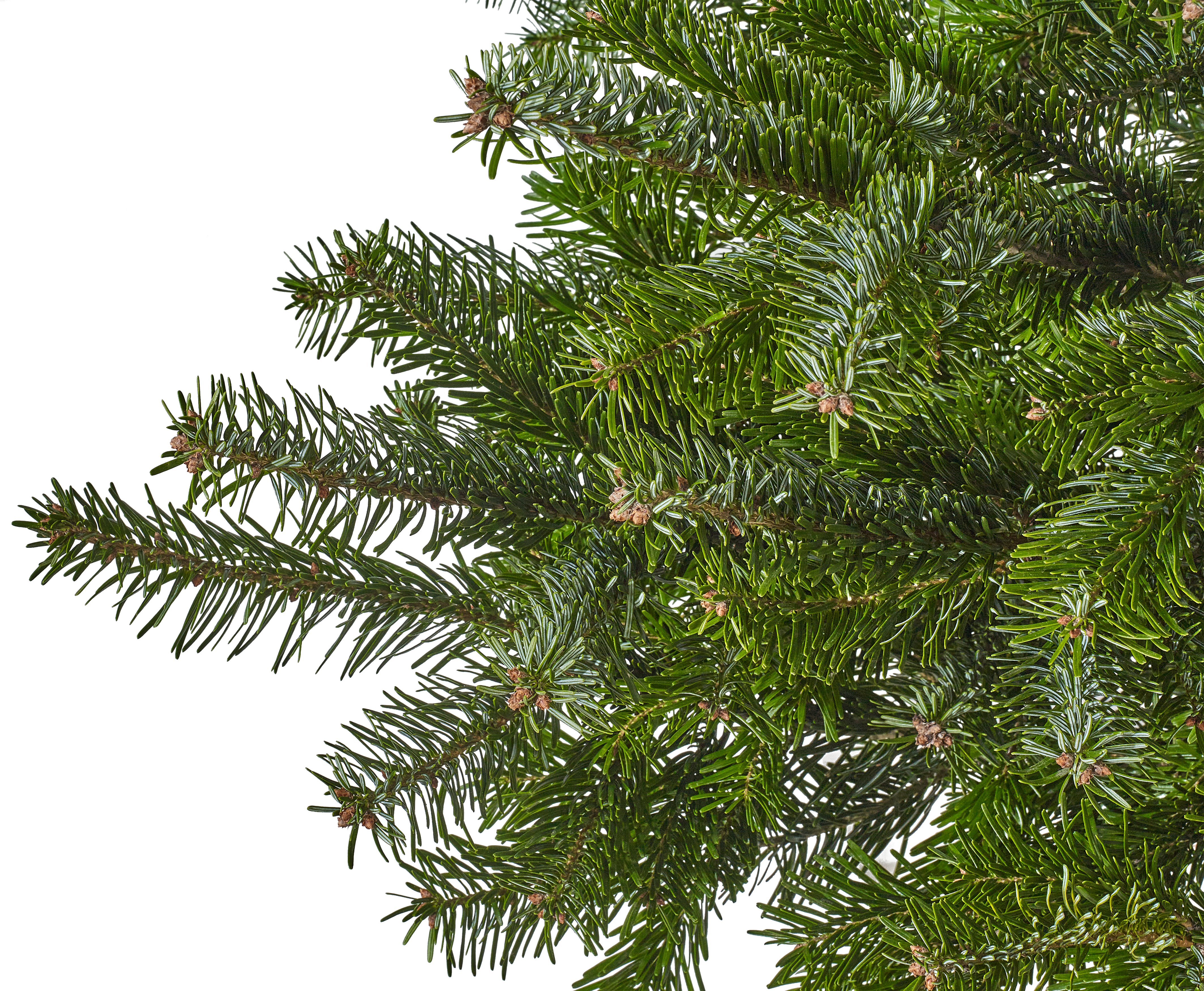 Jodła kaukaska 100-125cm choinka żywa cięta - 7