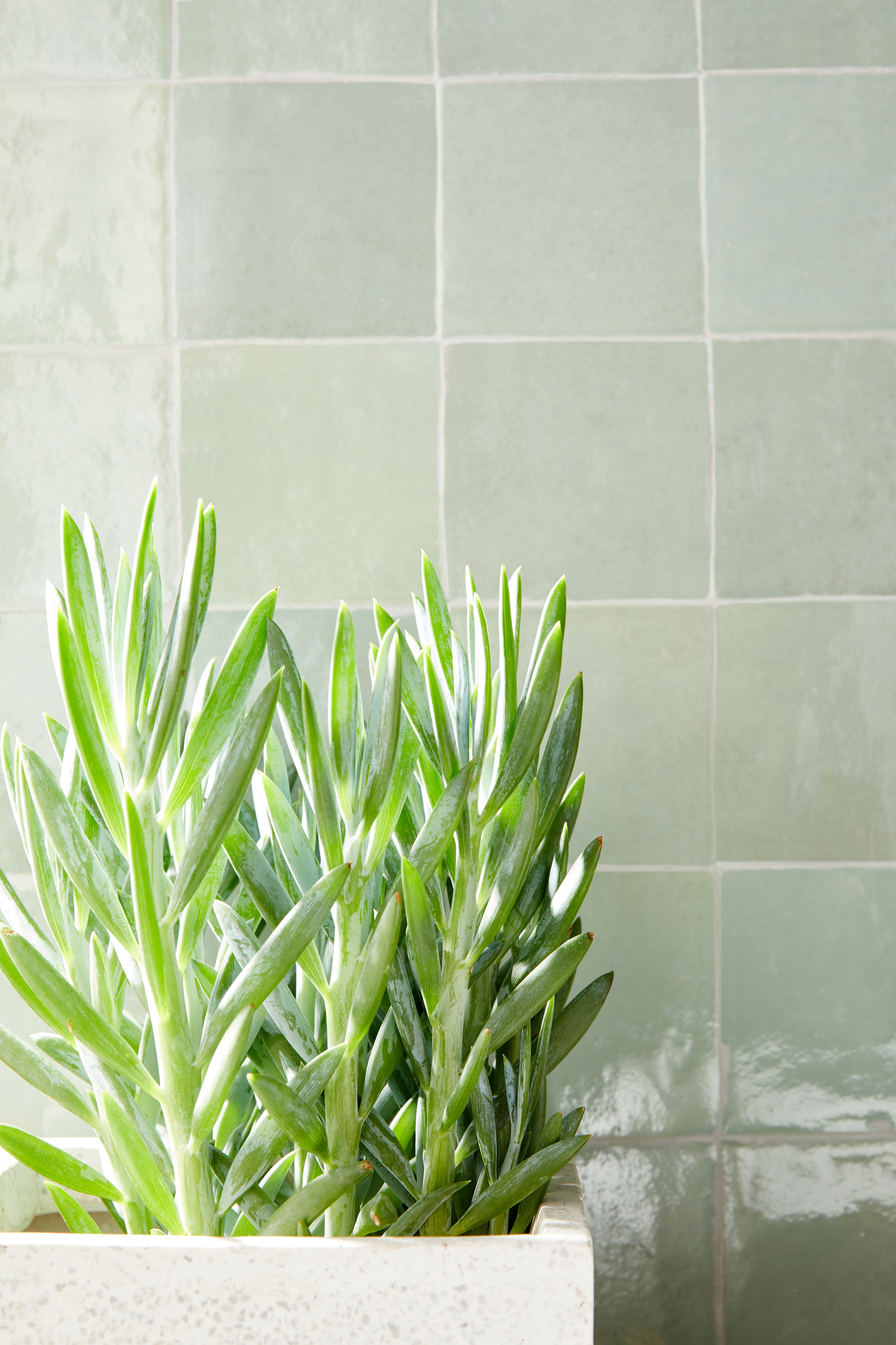 Piastrella da rivestimento interno in gres naturale 10 x 10 cm smaltato verde chiaro lucido Zelli Vert d'eau Sp. 10 mm 0.54 mq - 20