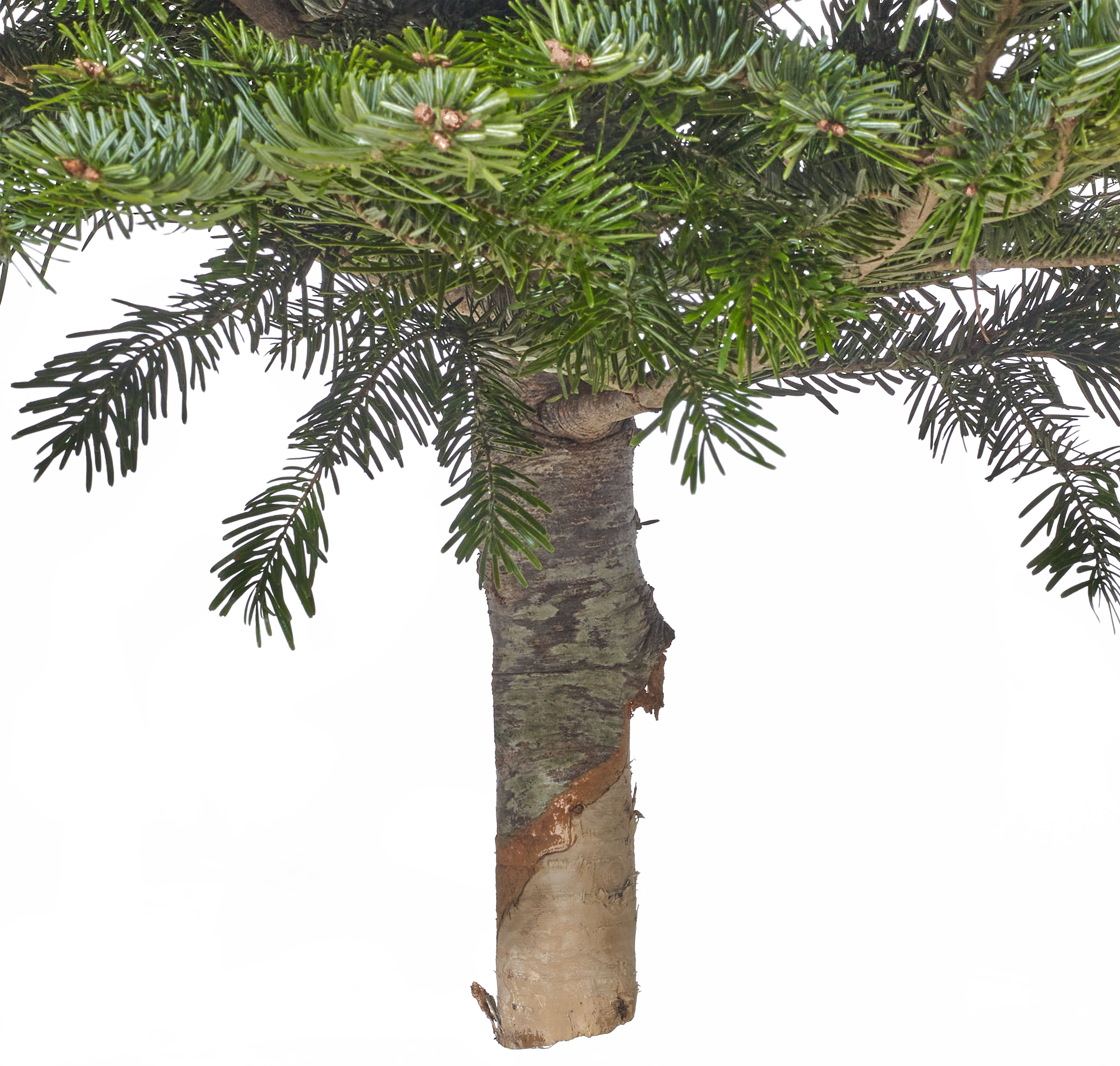 Jodła kaukaska 100-125cm choinka żywa cięta - 6