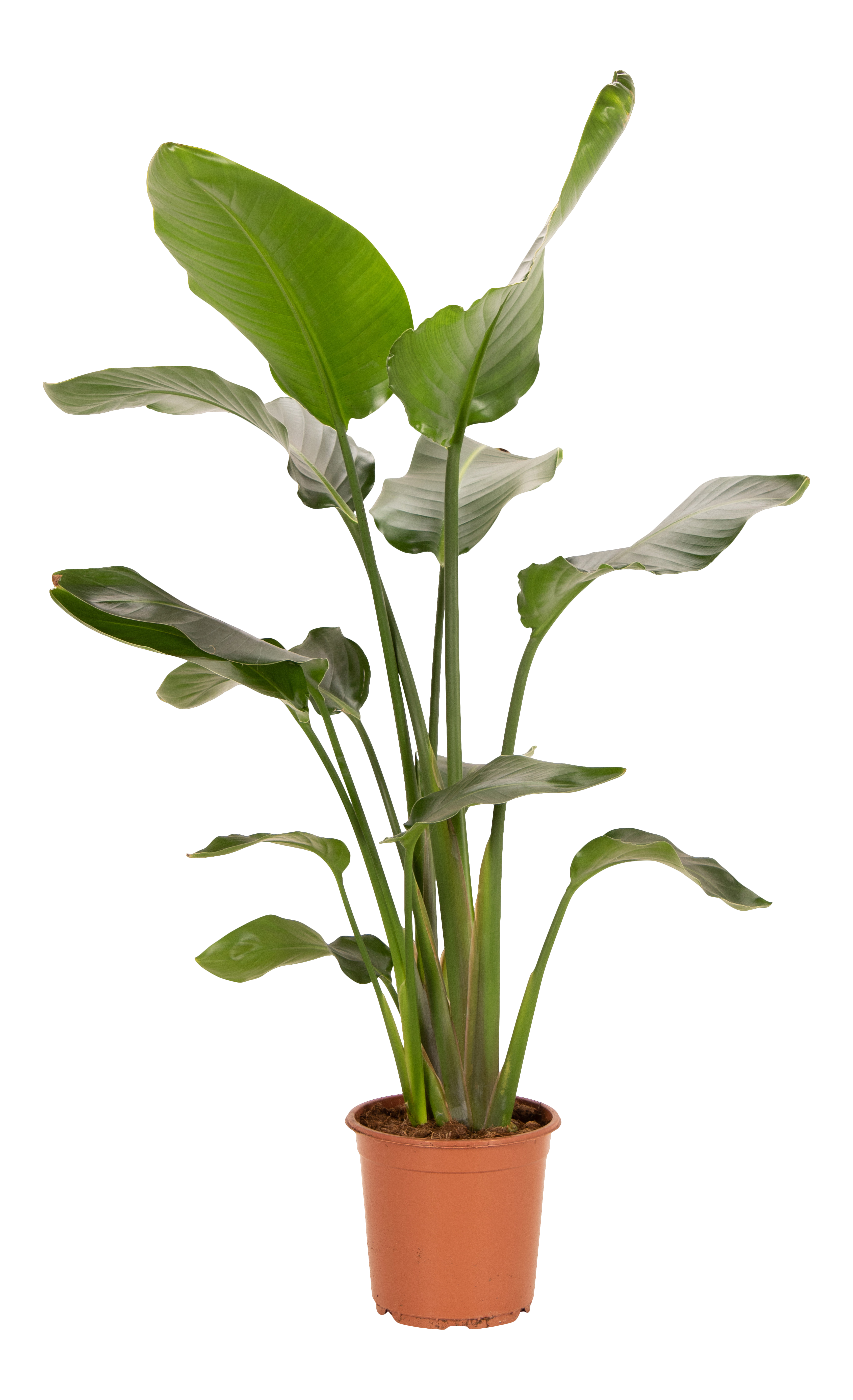 Strelicja biała Strelitzia nicolai Rajski Ptak 190 cm