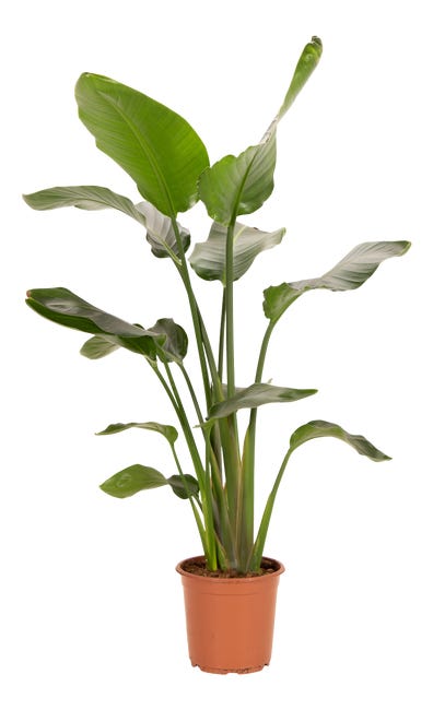 Strelicja biala strelitzia nicolai rajski ptak 100 110 cm 45423385
