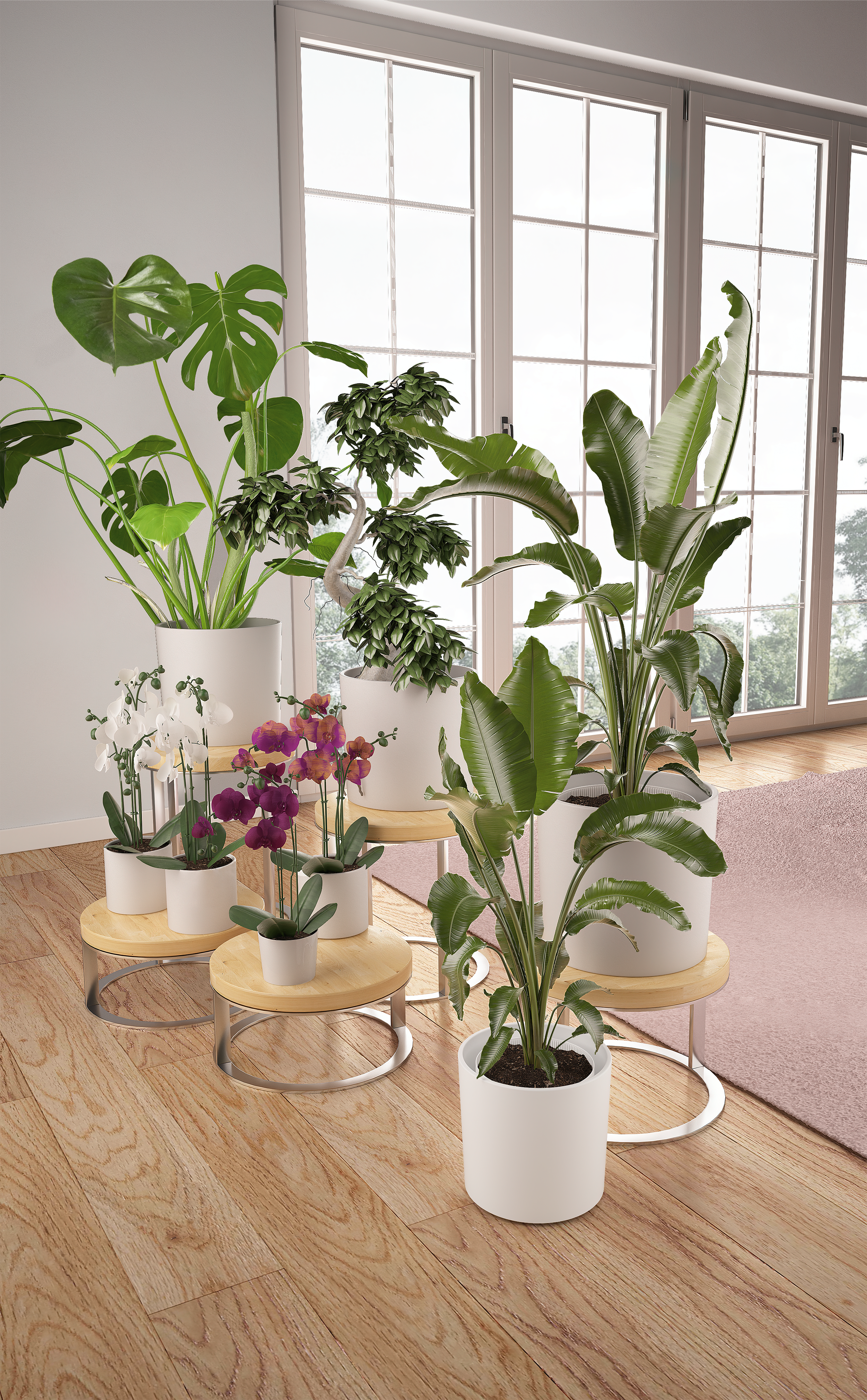Monstera dziurawa łac. deliciosa 60 cm - 2