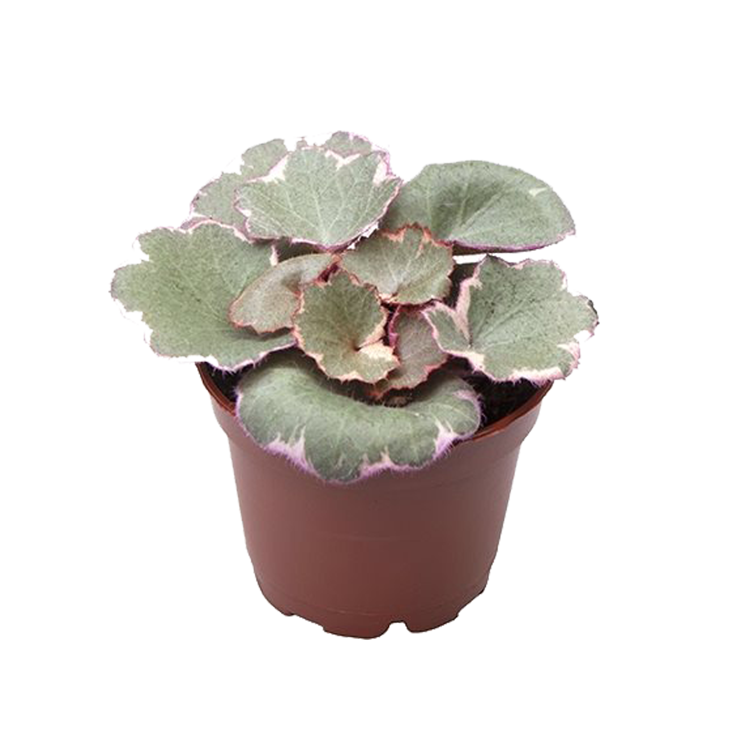 Skalnica Variegata 10 cm