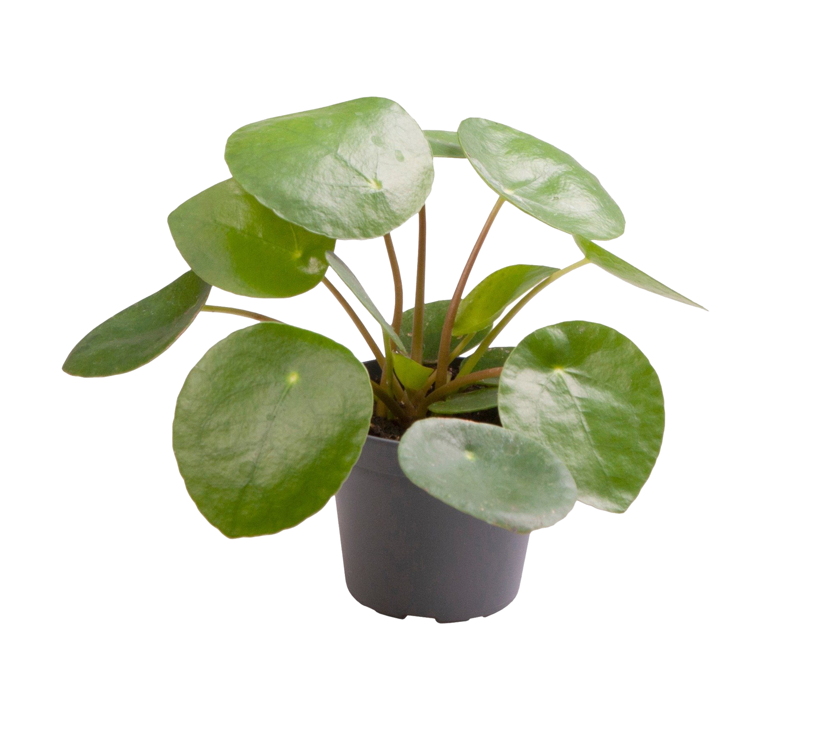 Pieniążek Pilea peperomiowata 15 cm