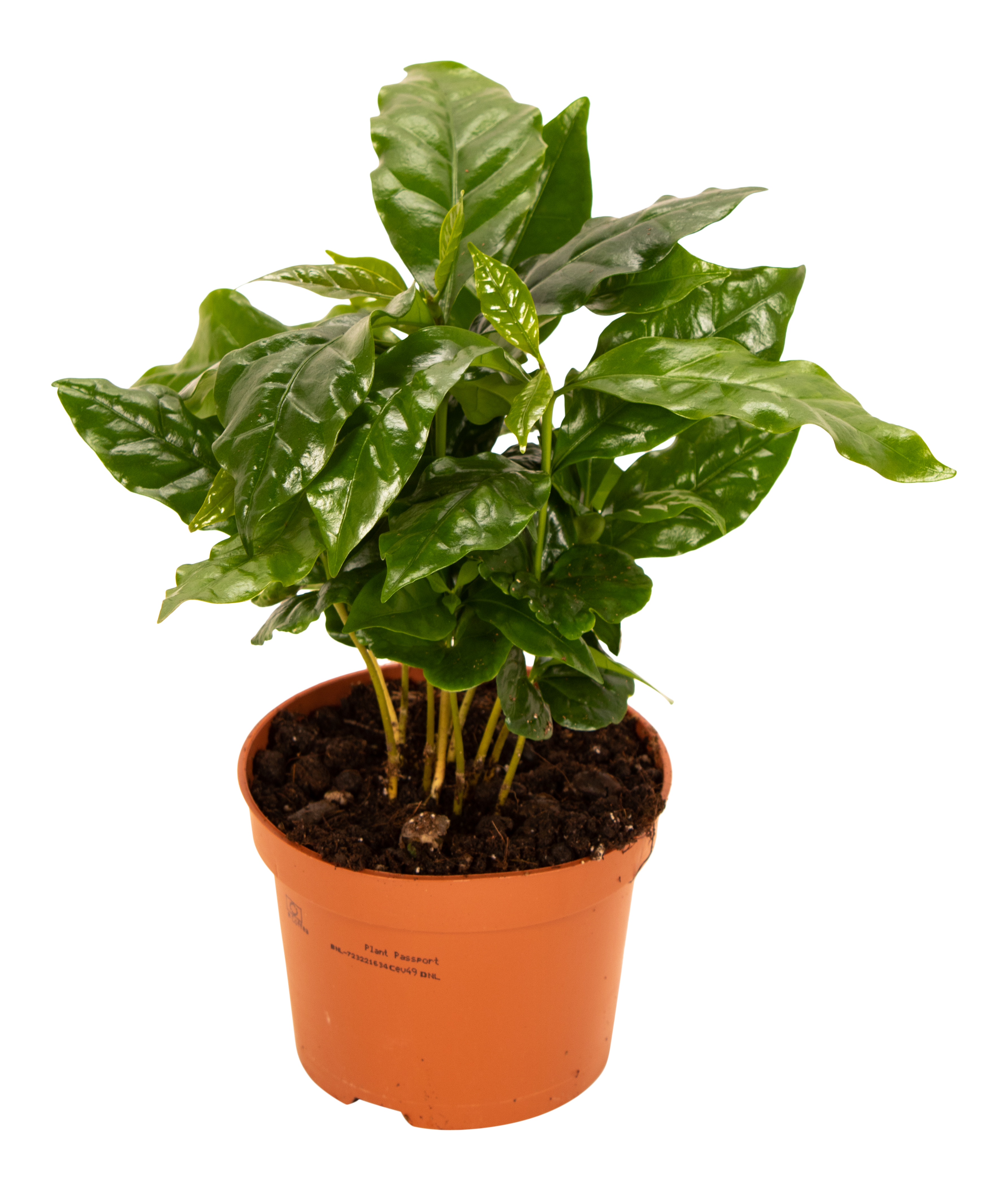Kawa Coffea Arabica 25 cm - 2