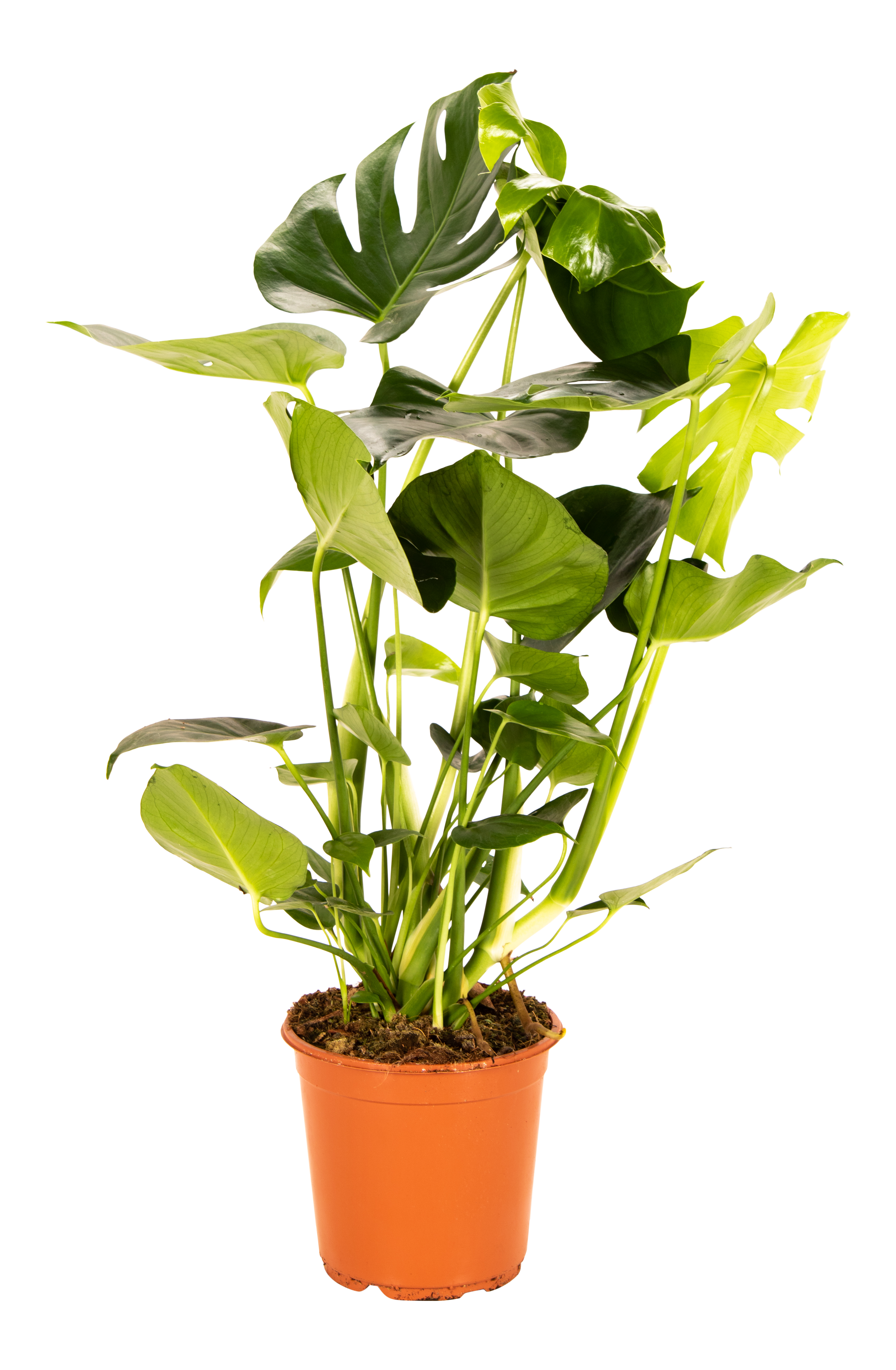 Monstera dziurawa łac. deliciosa 80 cm