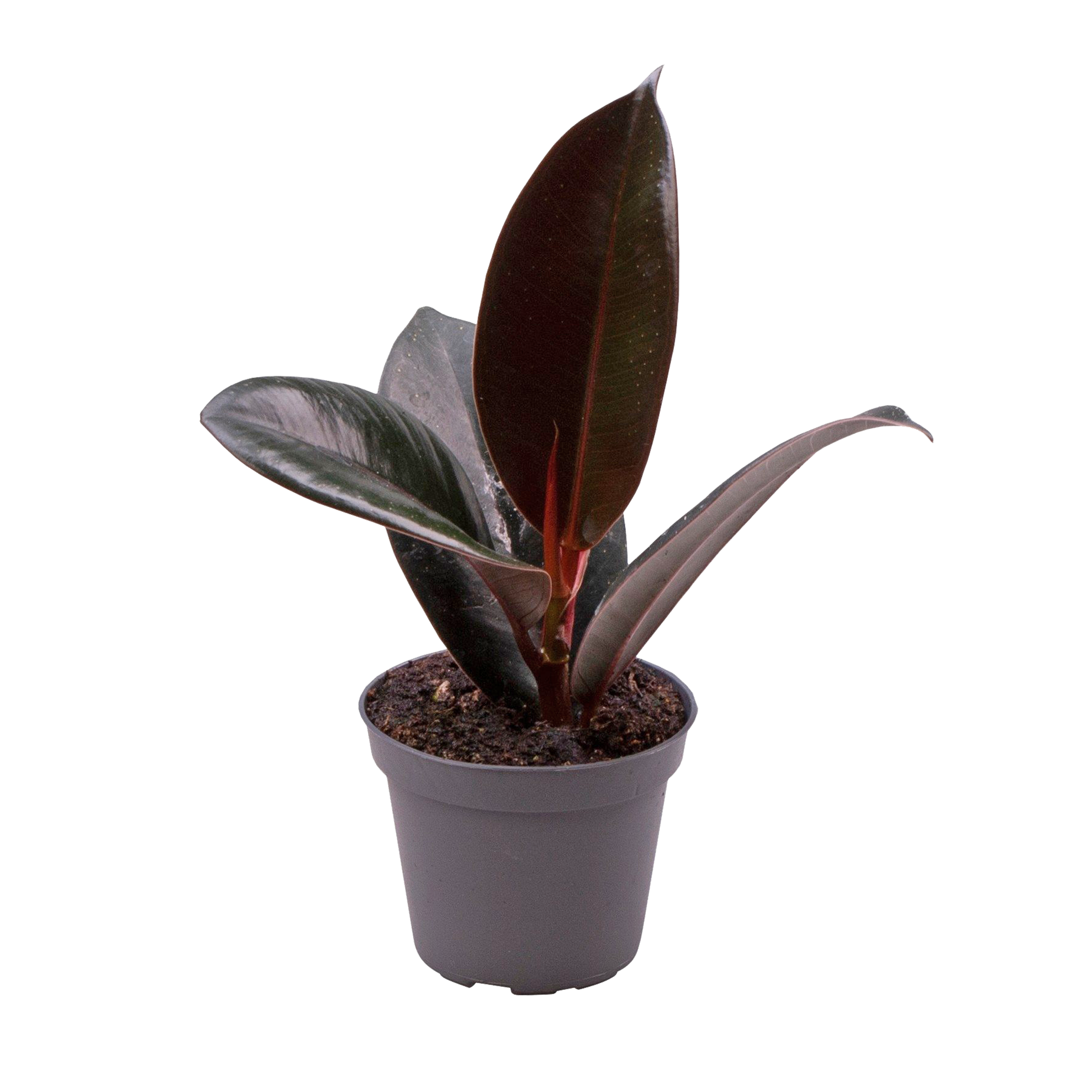 Fikus sprężysty Robusta 15 cm