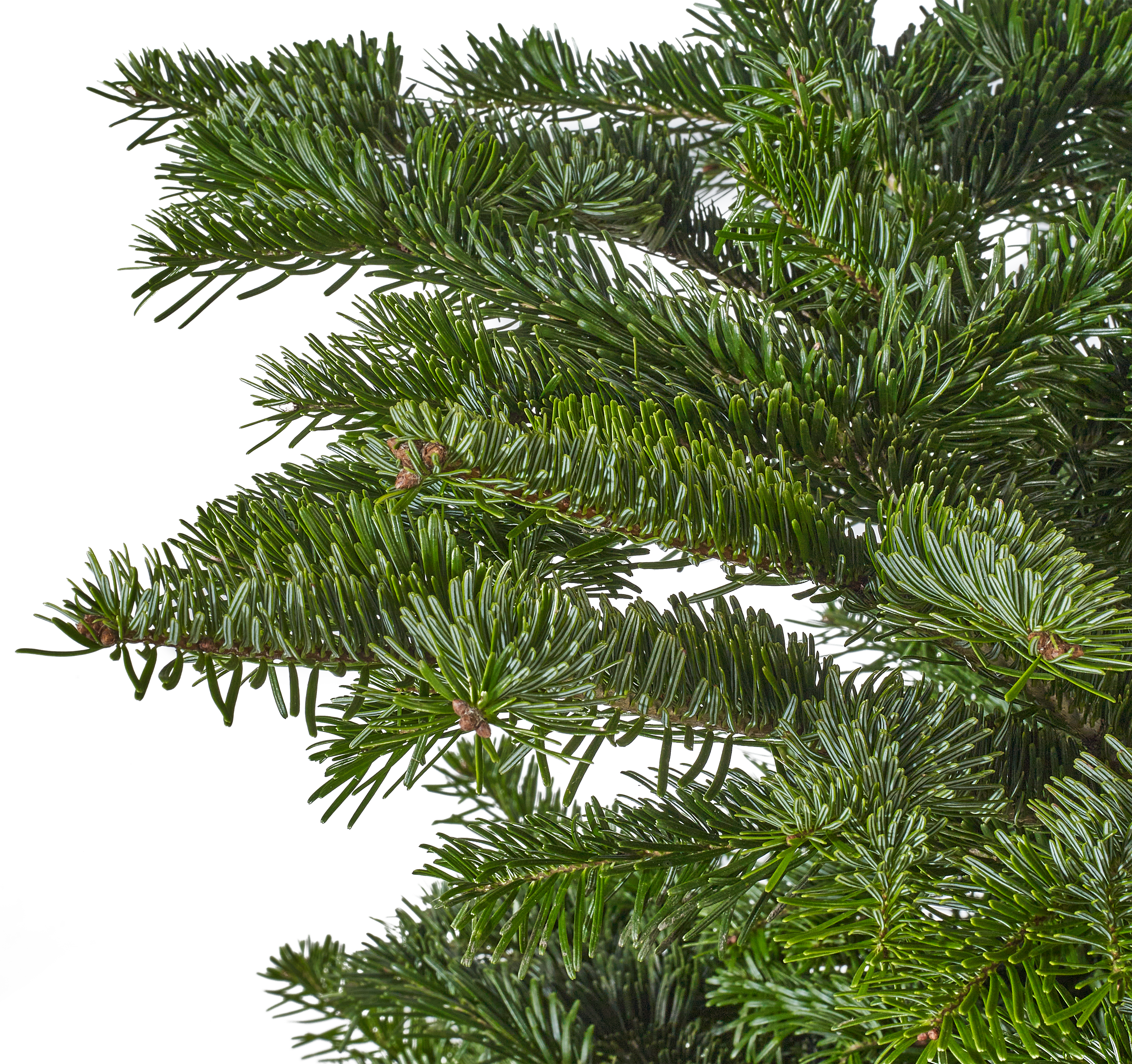 Jodła kaukaska 175-225cm choinka żywa cięta - 6