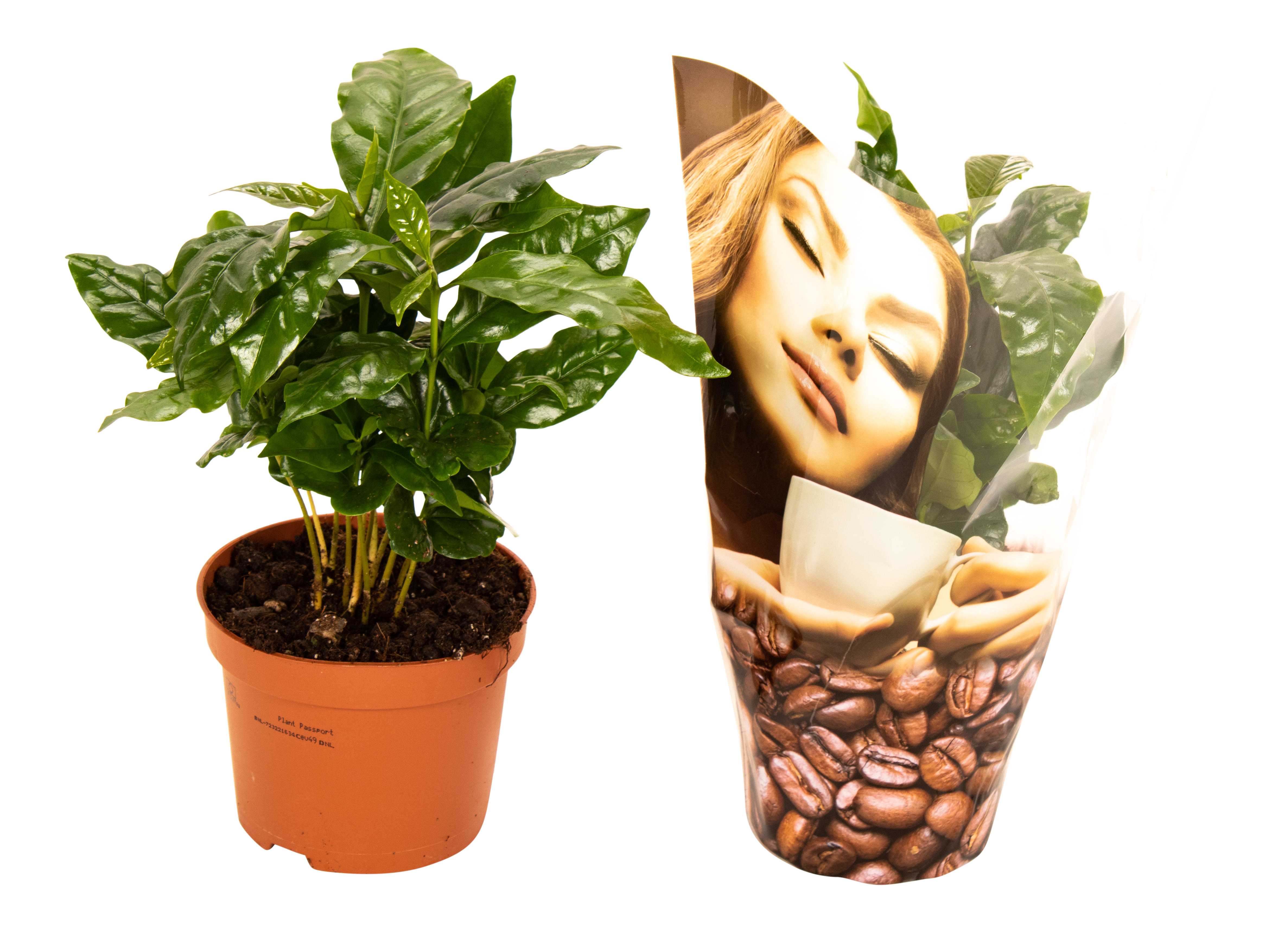 Kawa Coffea Arabica 25 cm