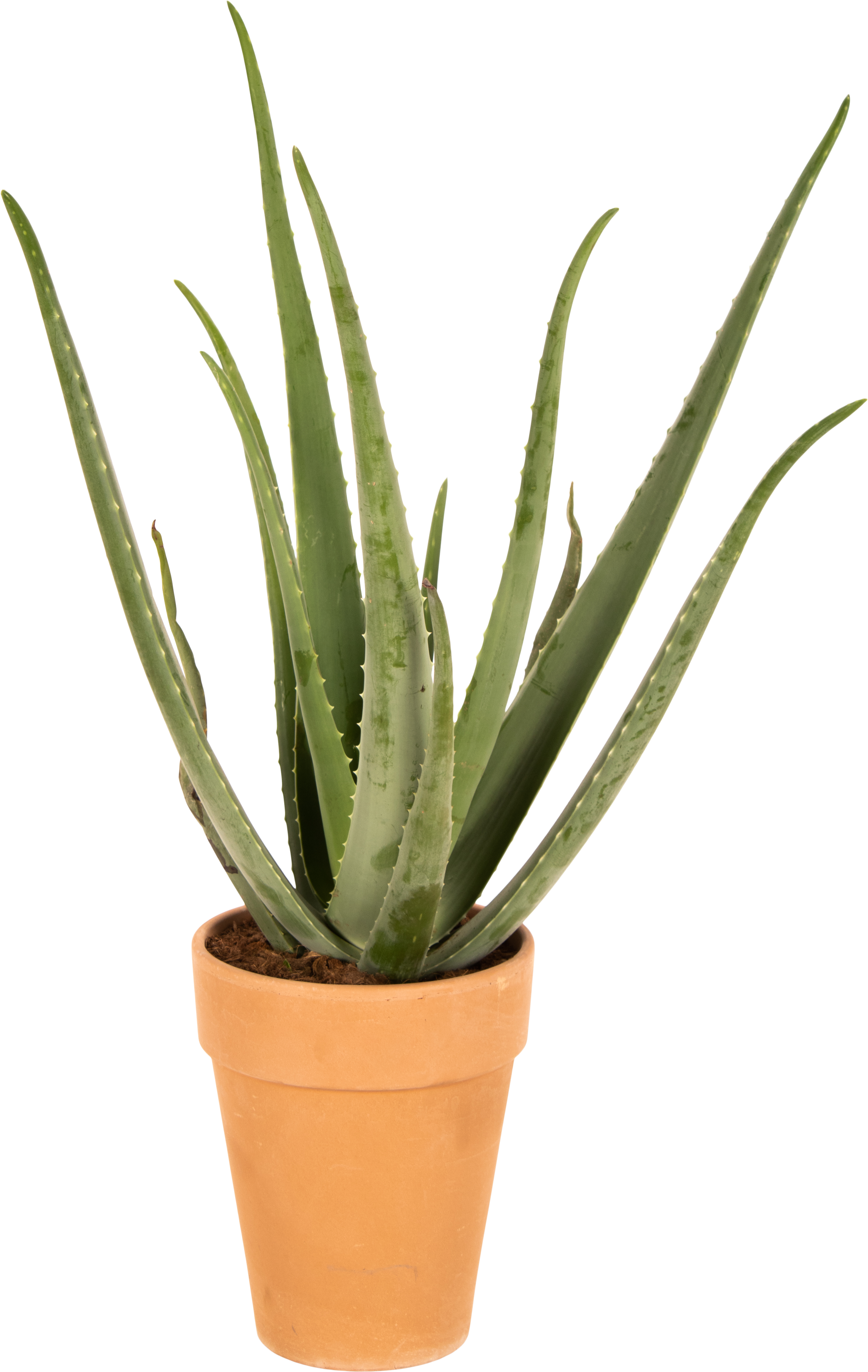 Aloes 80 cm