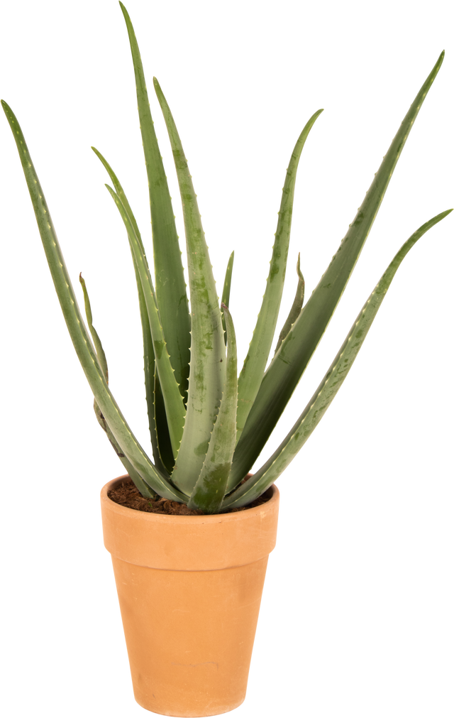 aloe vera naturale Allurials All Natural Aloe Vera Gel main image 0