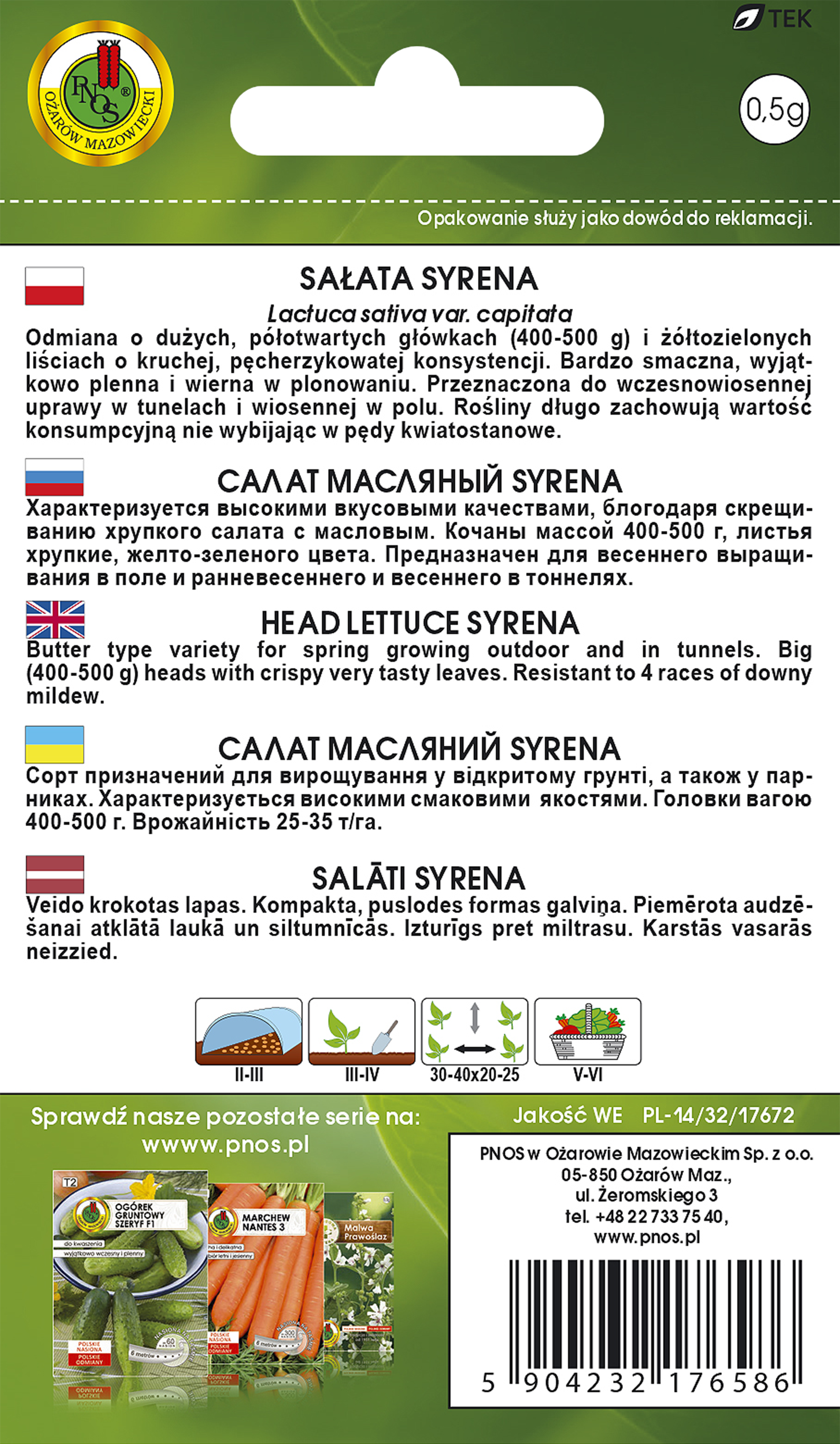 Sałata masłowa głowiasta Syrena nasiona tradycyjne Pnos - 2