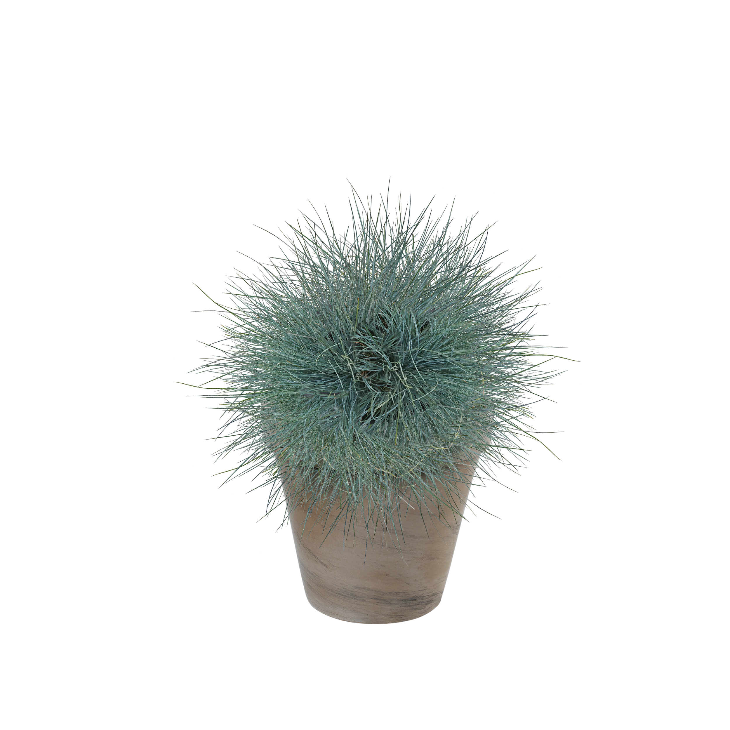 Kostrzewa sina Intense Blue 30 cm - 2