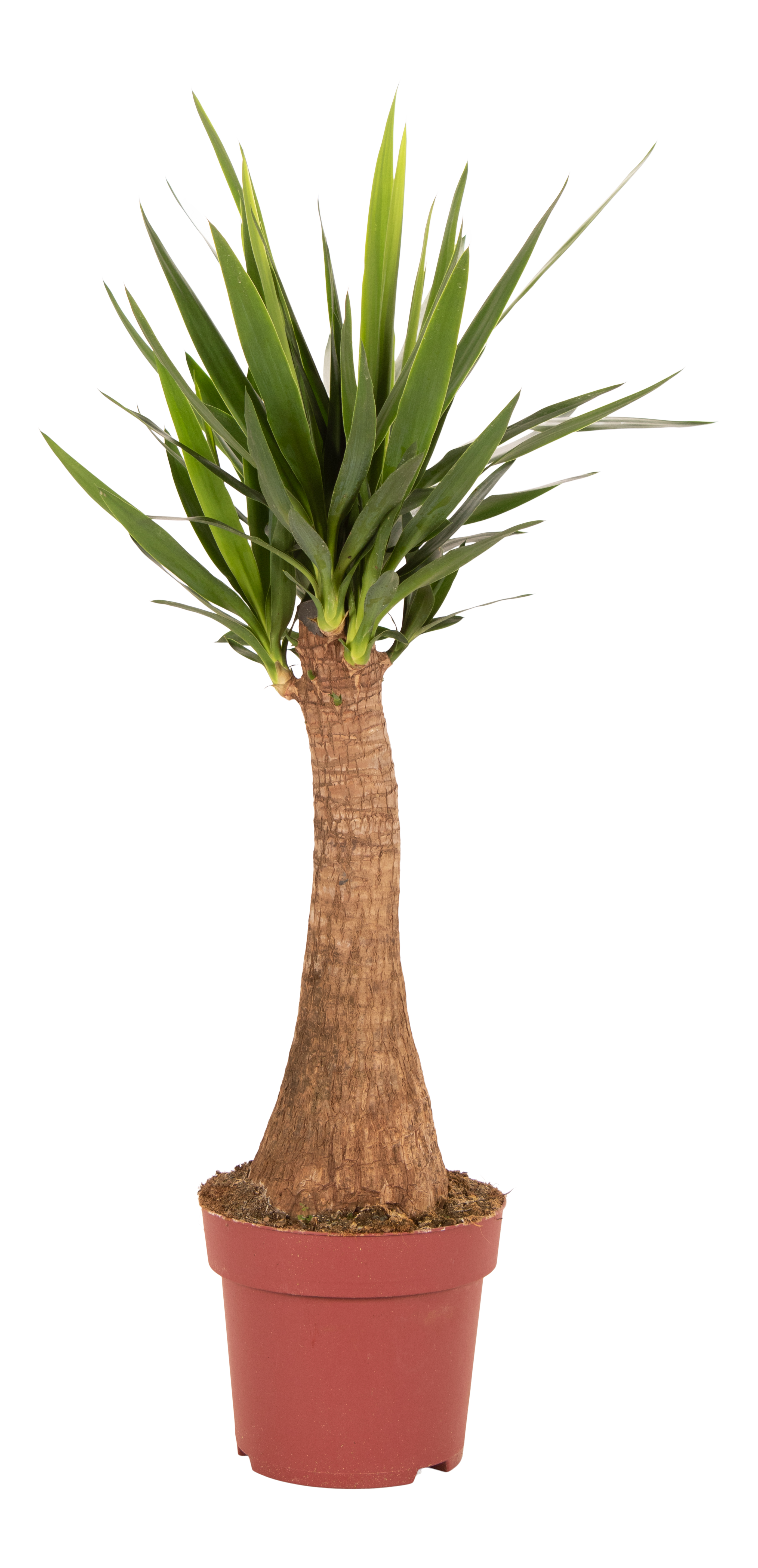 Juka Maya Tree 120 cm
