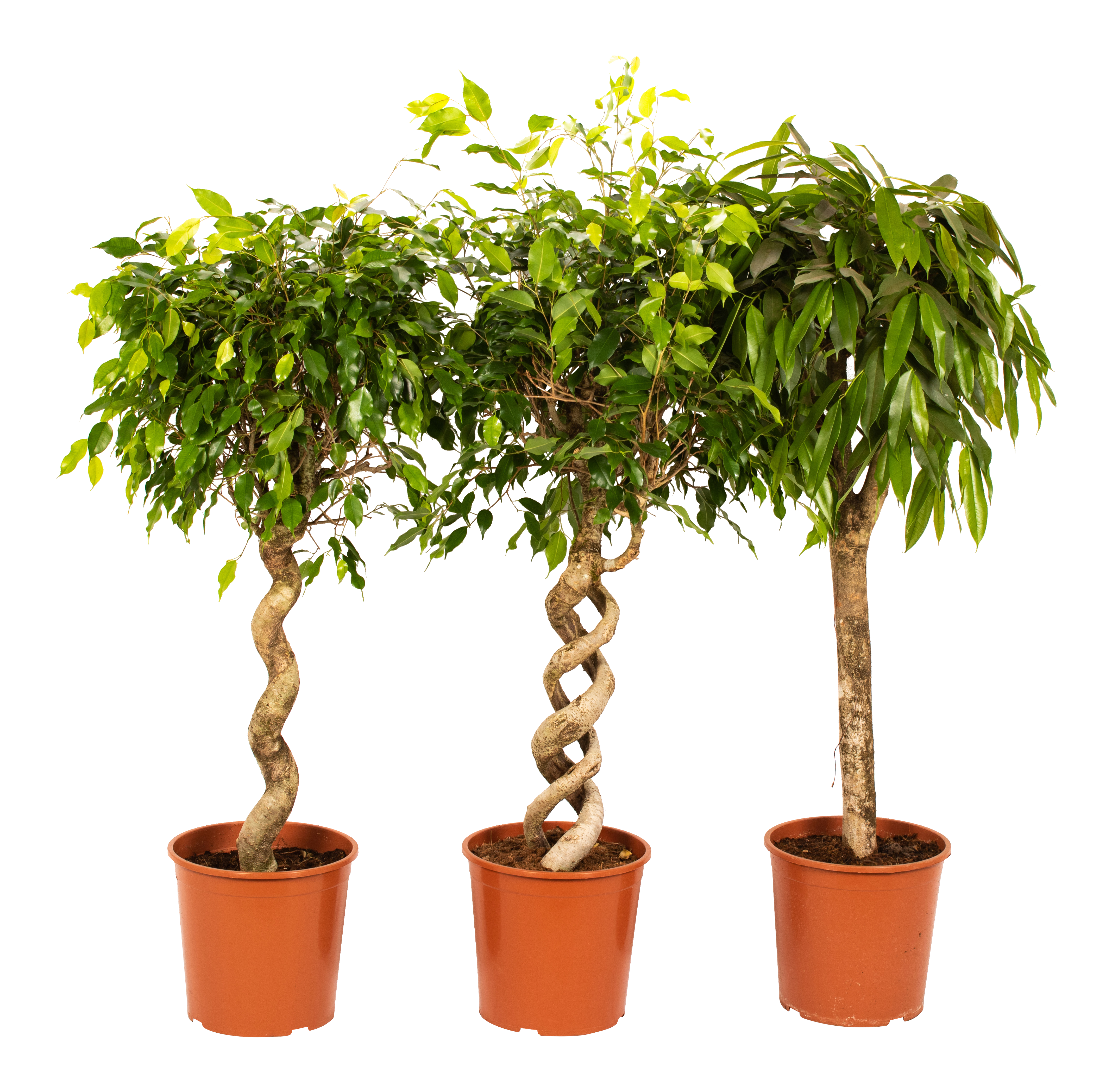 Fikus Benjamina 130 cm mix