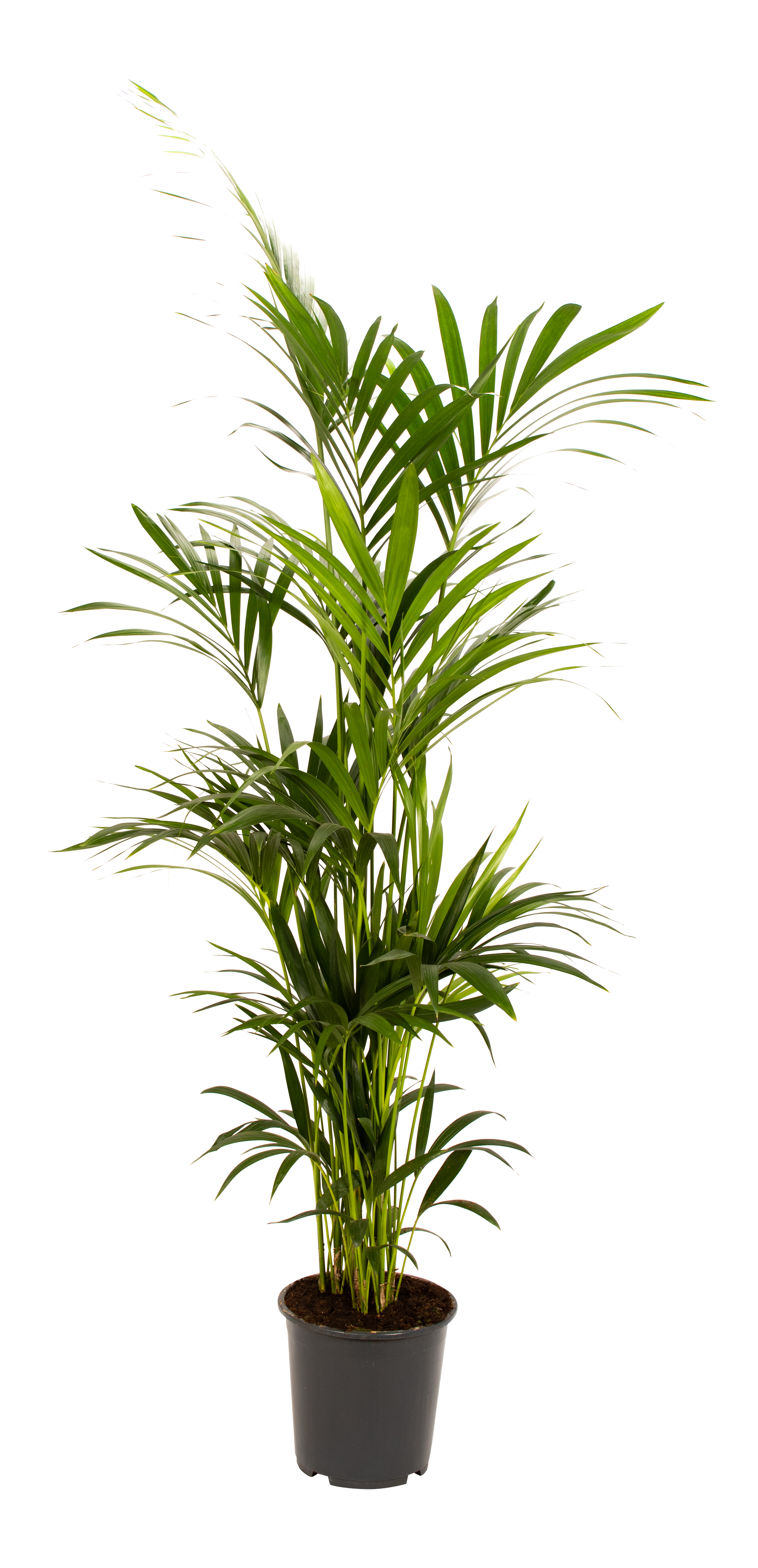 Kentia Rajska palma 200 cm