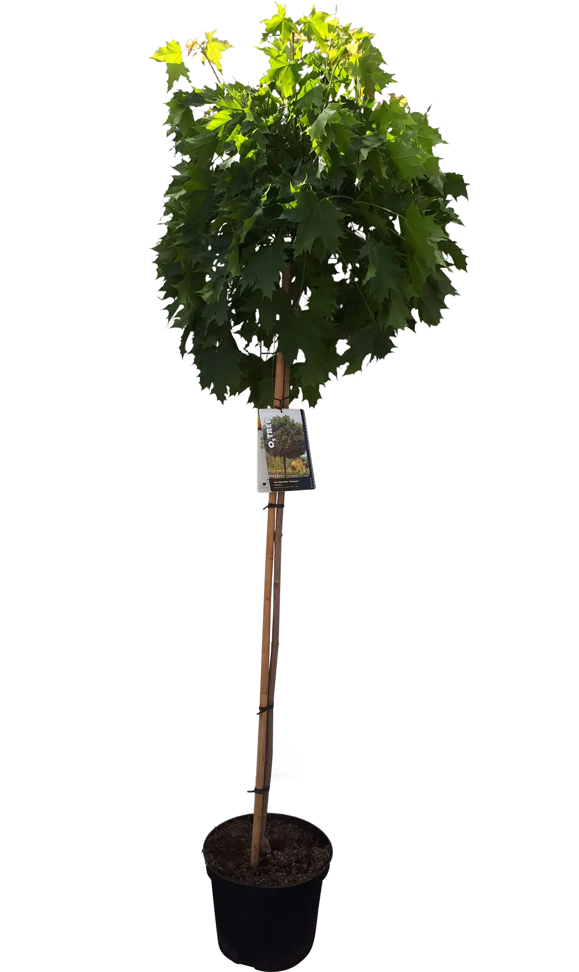 Klon pospolity Globosum 160-170 cm