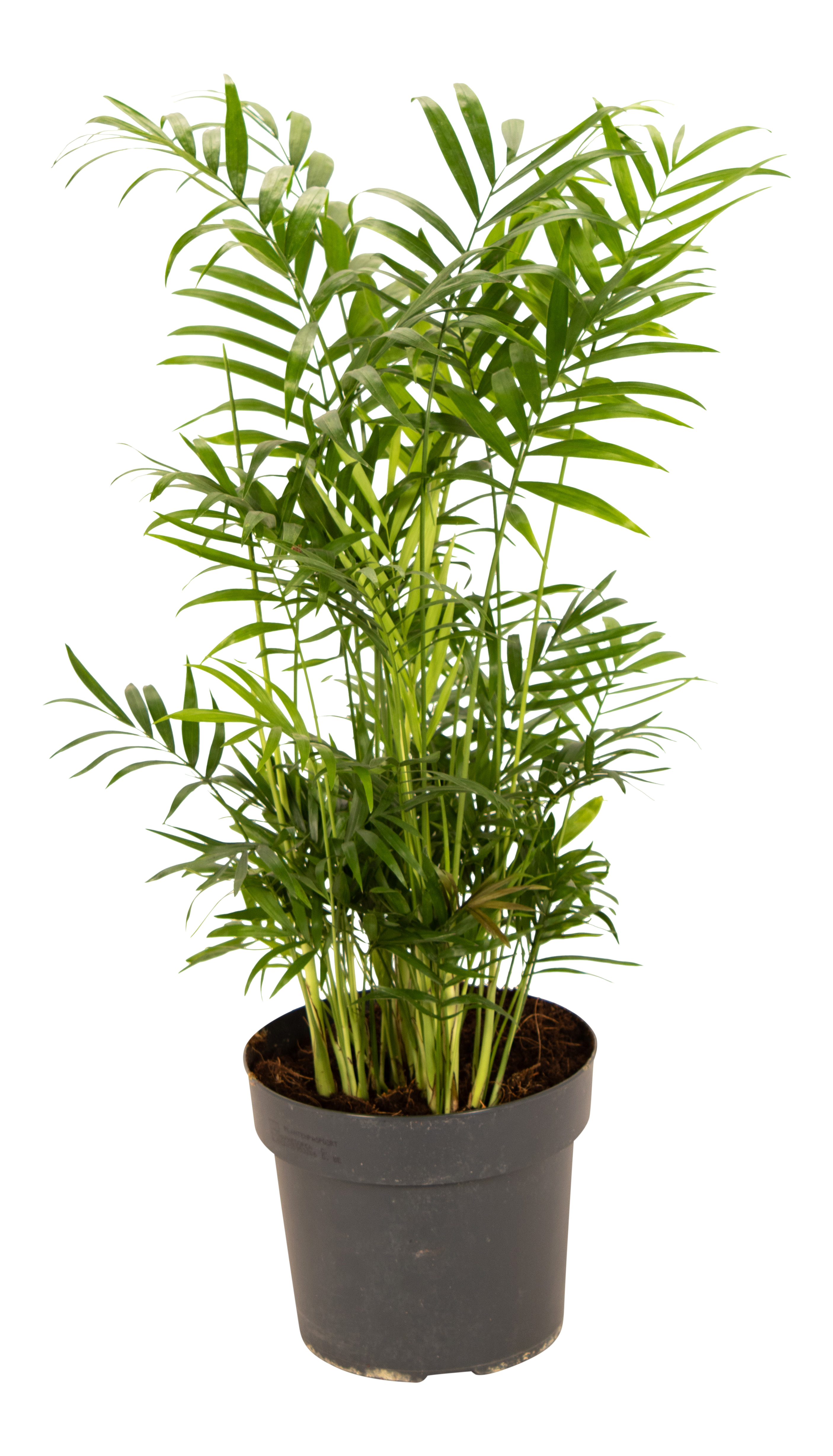 Chamedora wytworna 55-65 cm