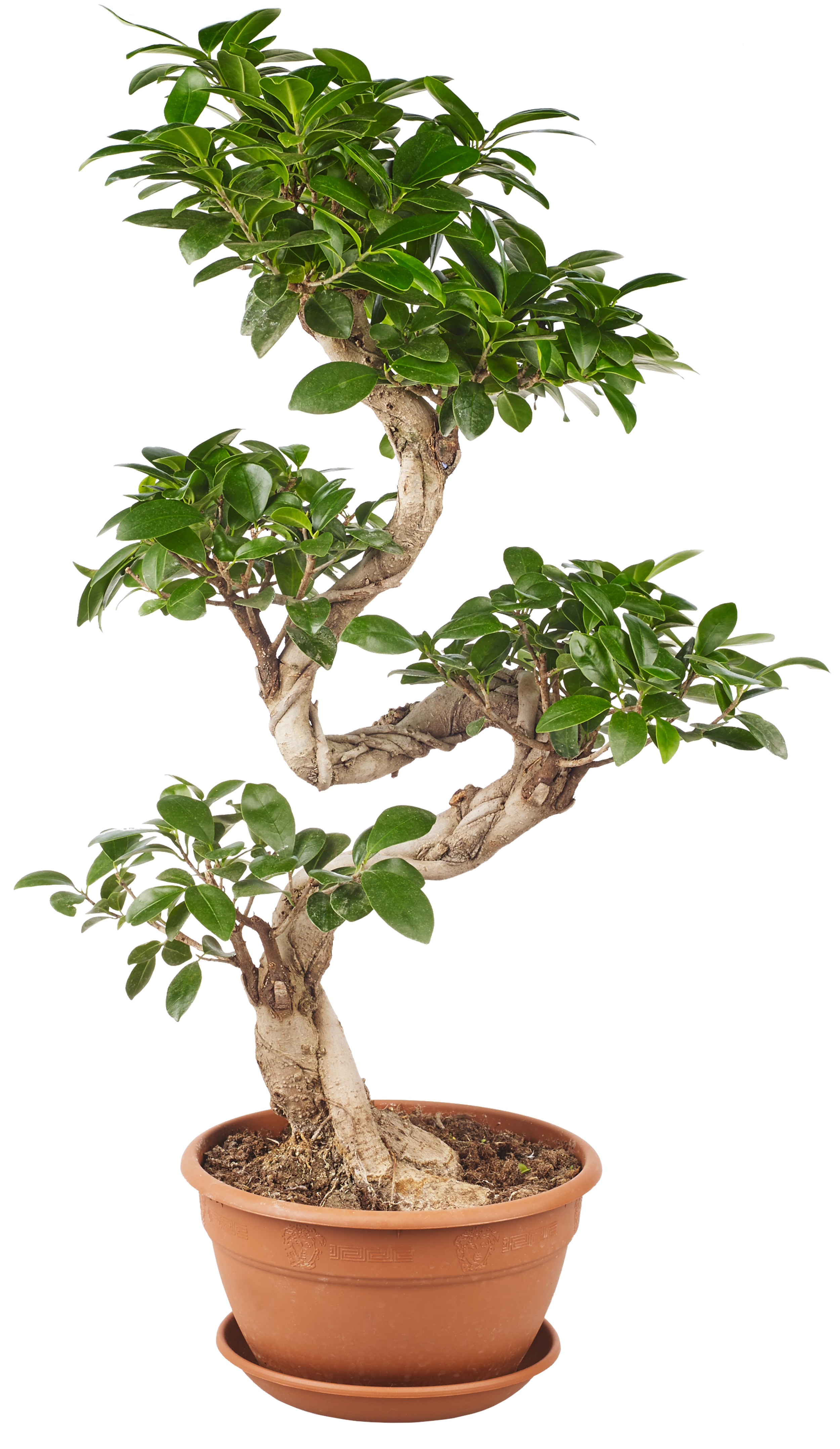 Bonsai Ficus Ginseng 70 cm - Leroy Merlin