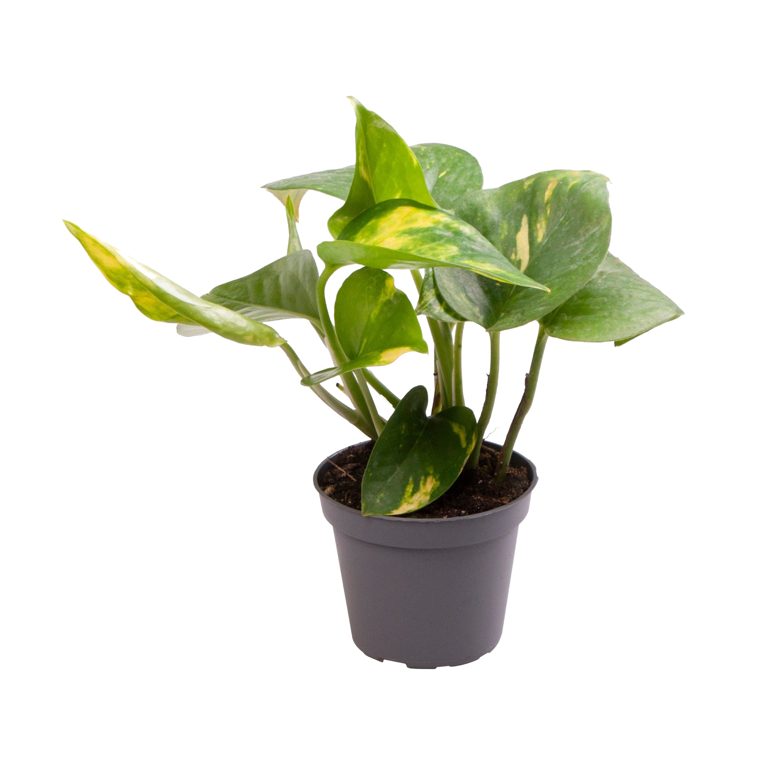 Epipremnum złociste Pinnatum Aureum 15 cm