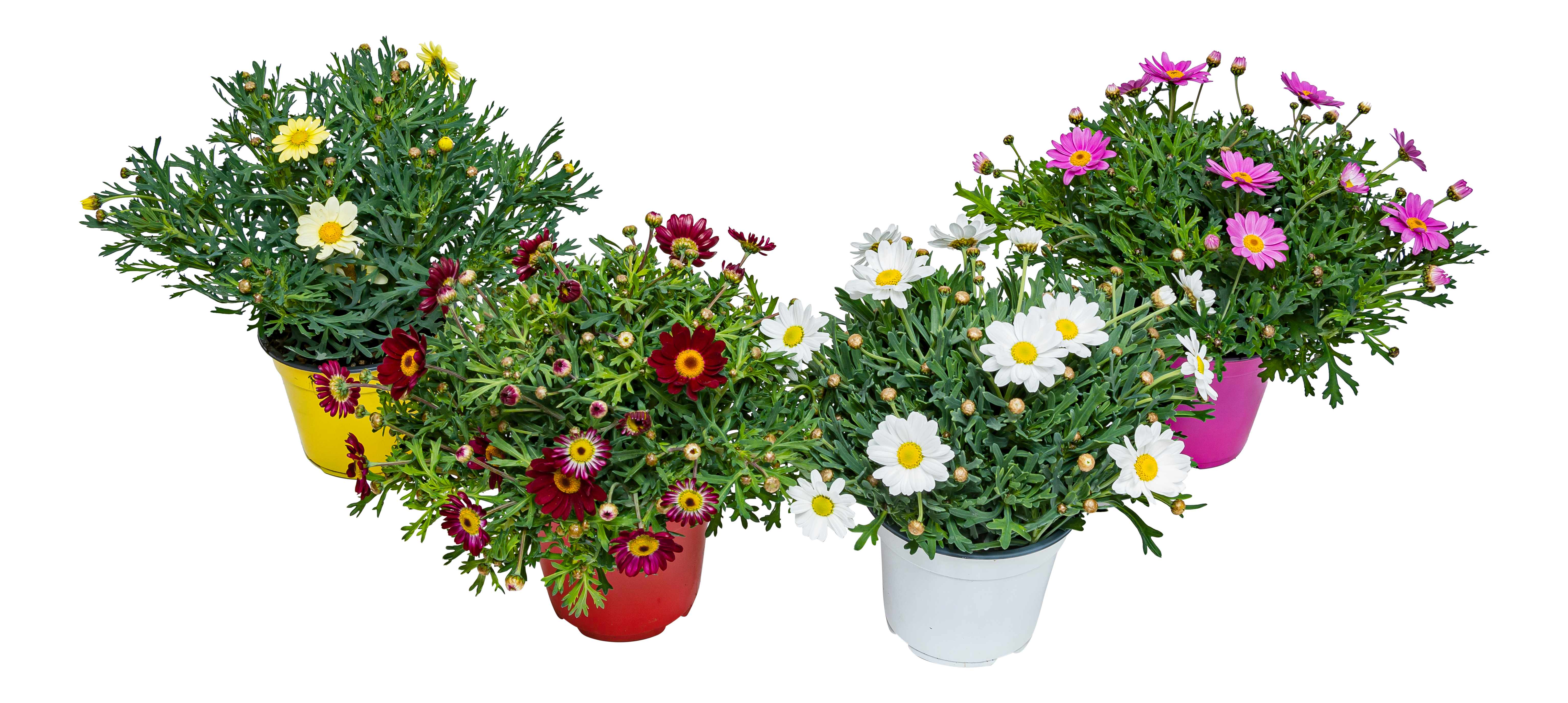 Margerytka Złocień krzewiasty mix 25 cm