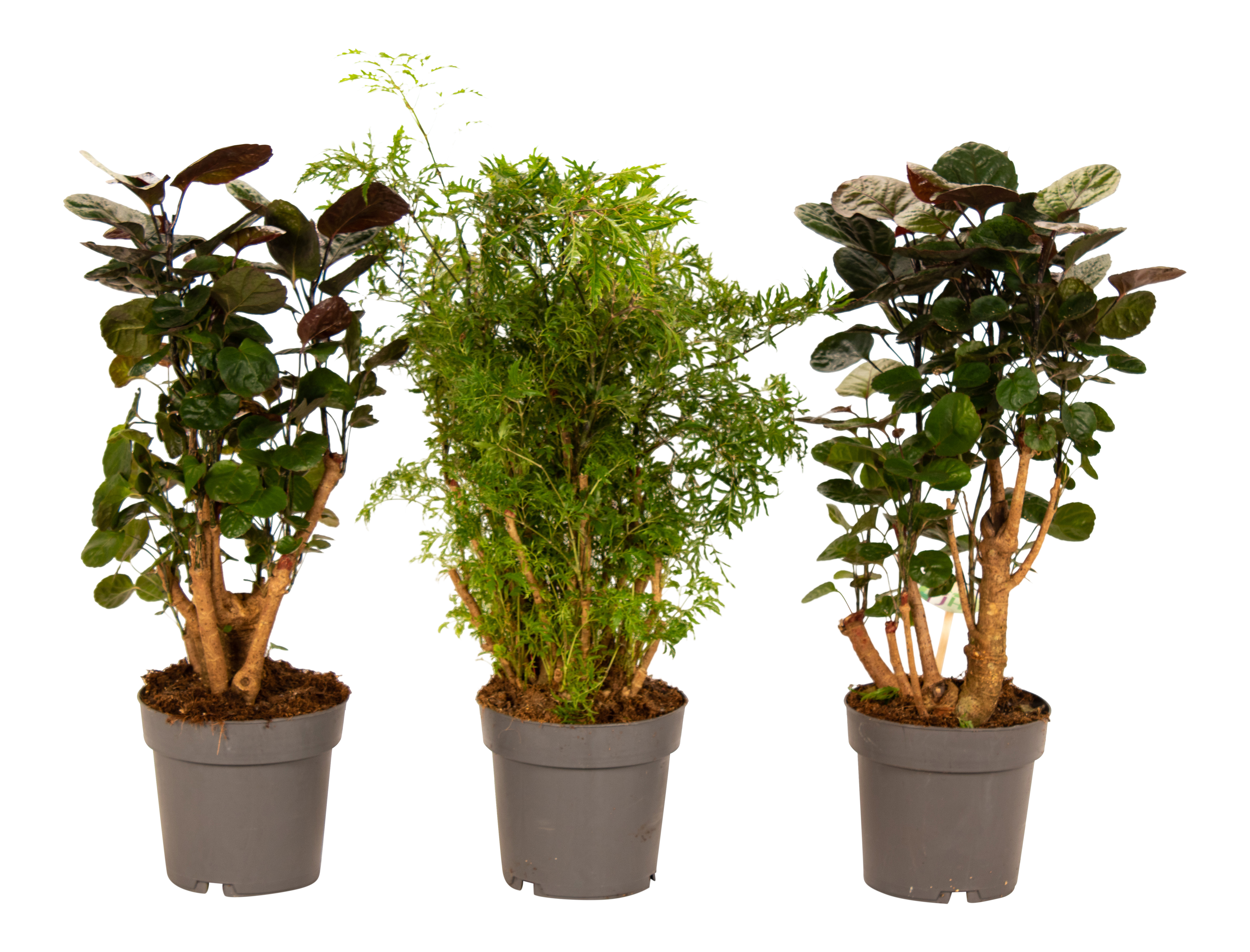 Polyscias mix 65-70 cm