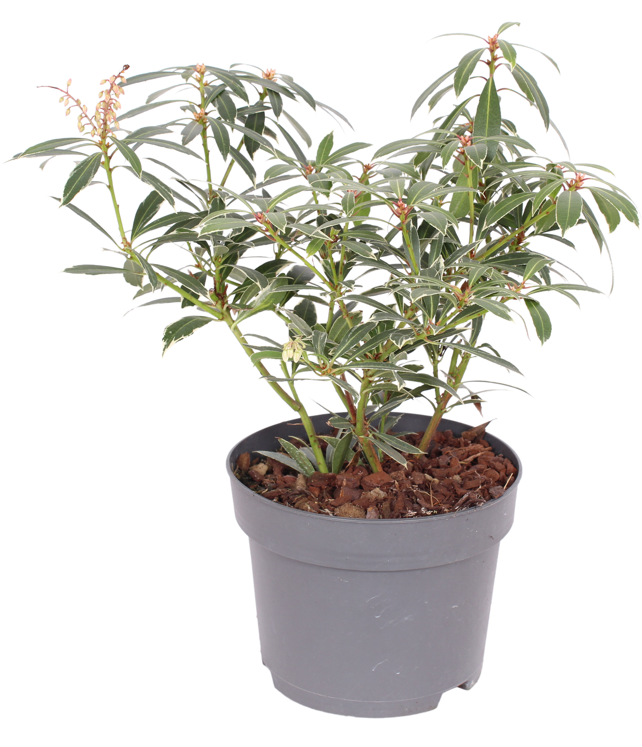 Pieris japoński mix 30-40 cm