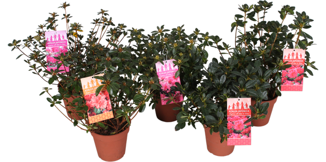 Azalia japońska mix 25 cm