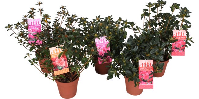Azalia japonska mix 25 cm 84865482